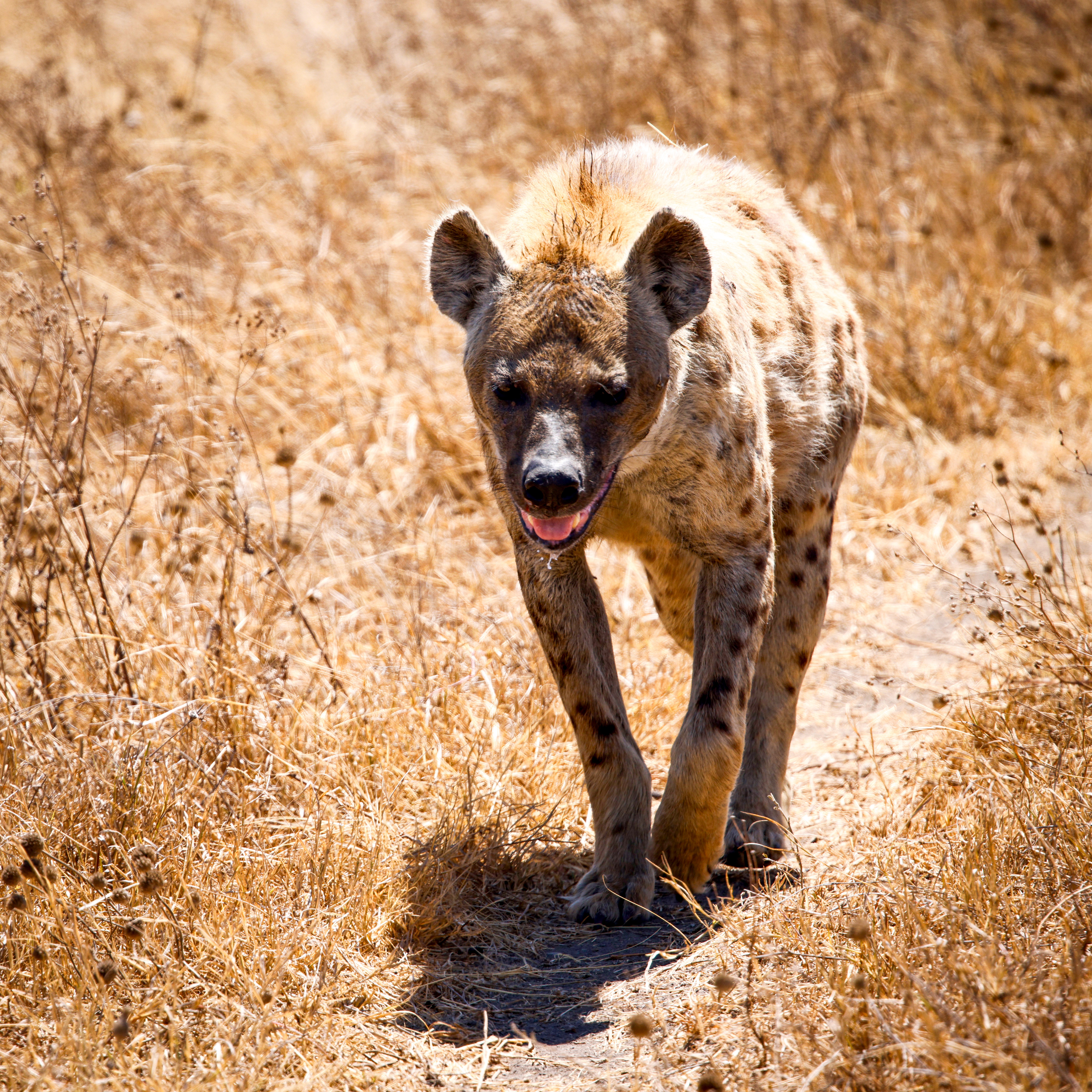 Ngorongoro Crater, Tanzania