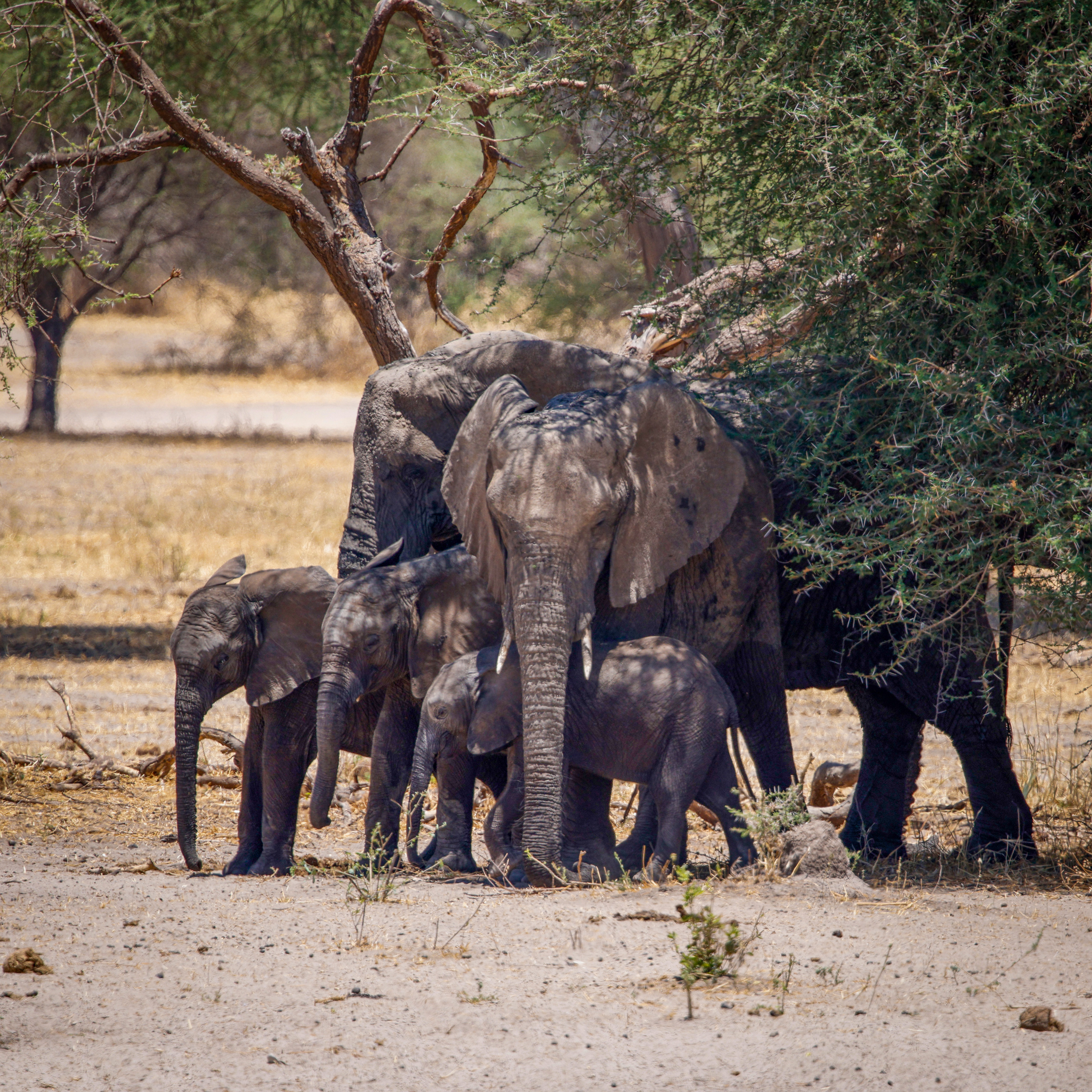 Tarangine National Park, Tanzania