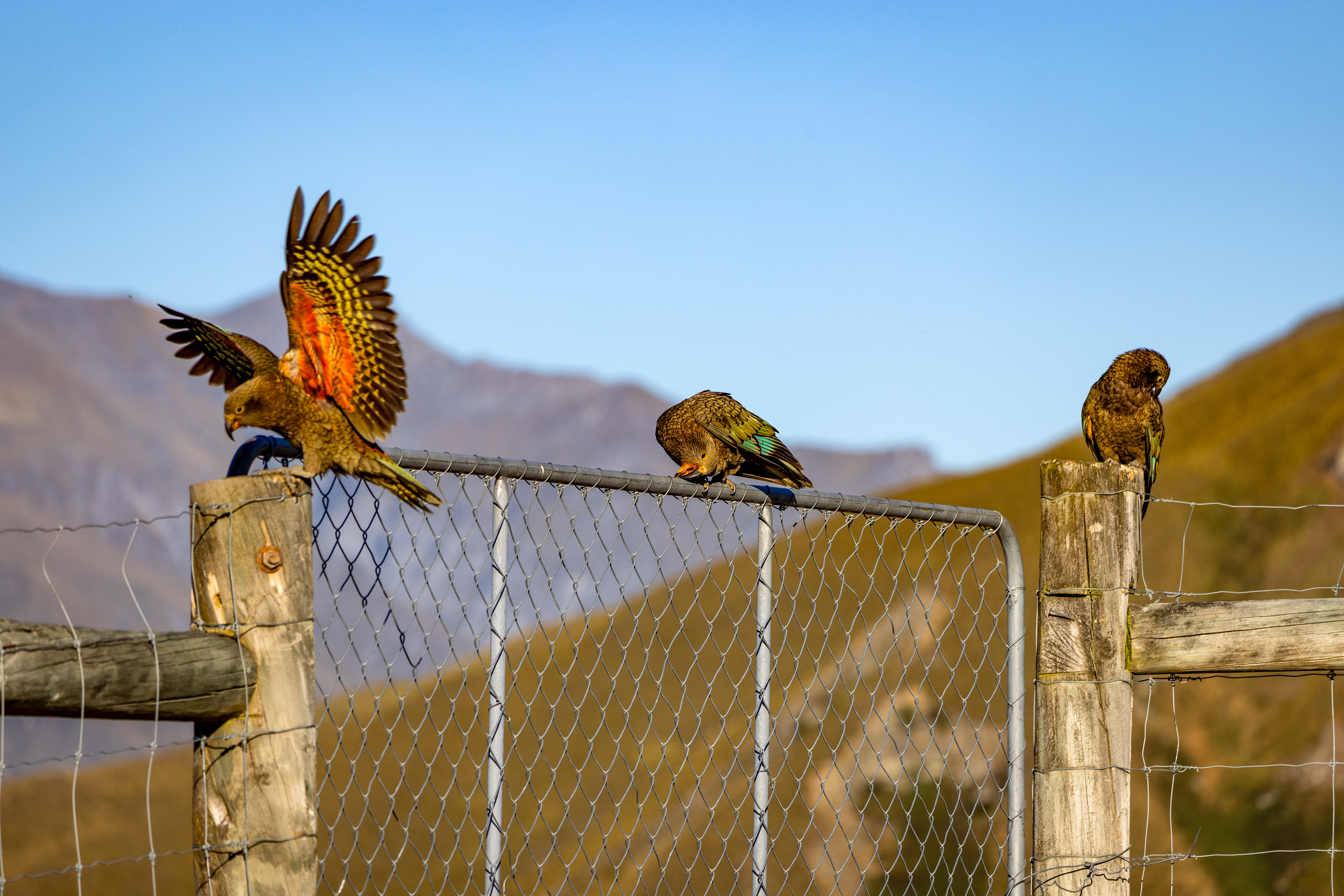 West Wanaka Station, New Zealand