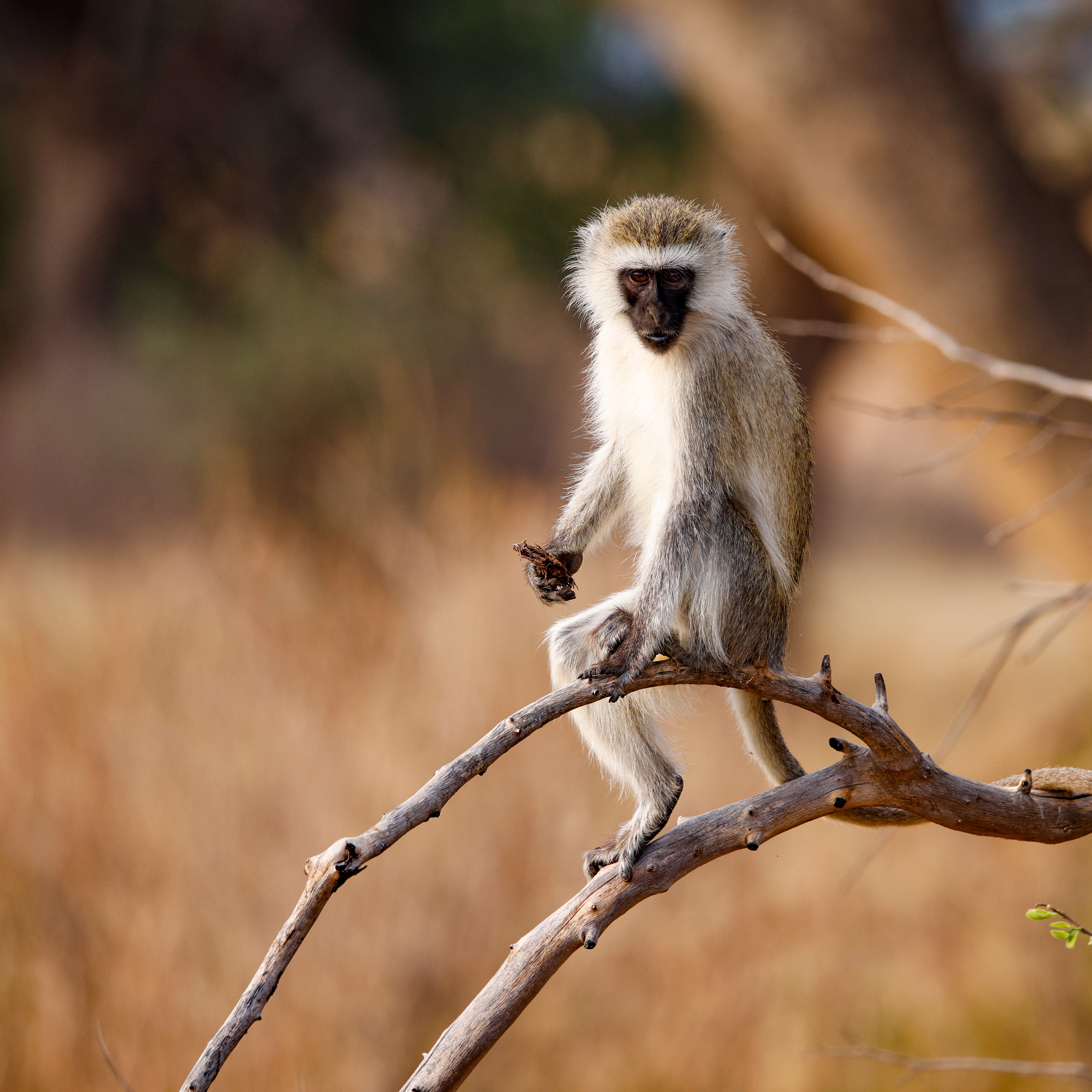 Tarangine National Park, Tanzania