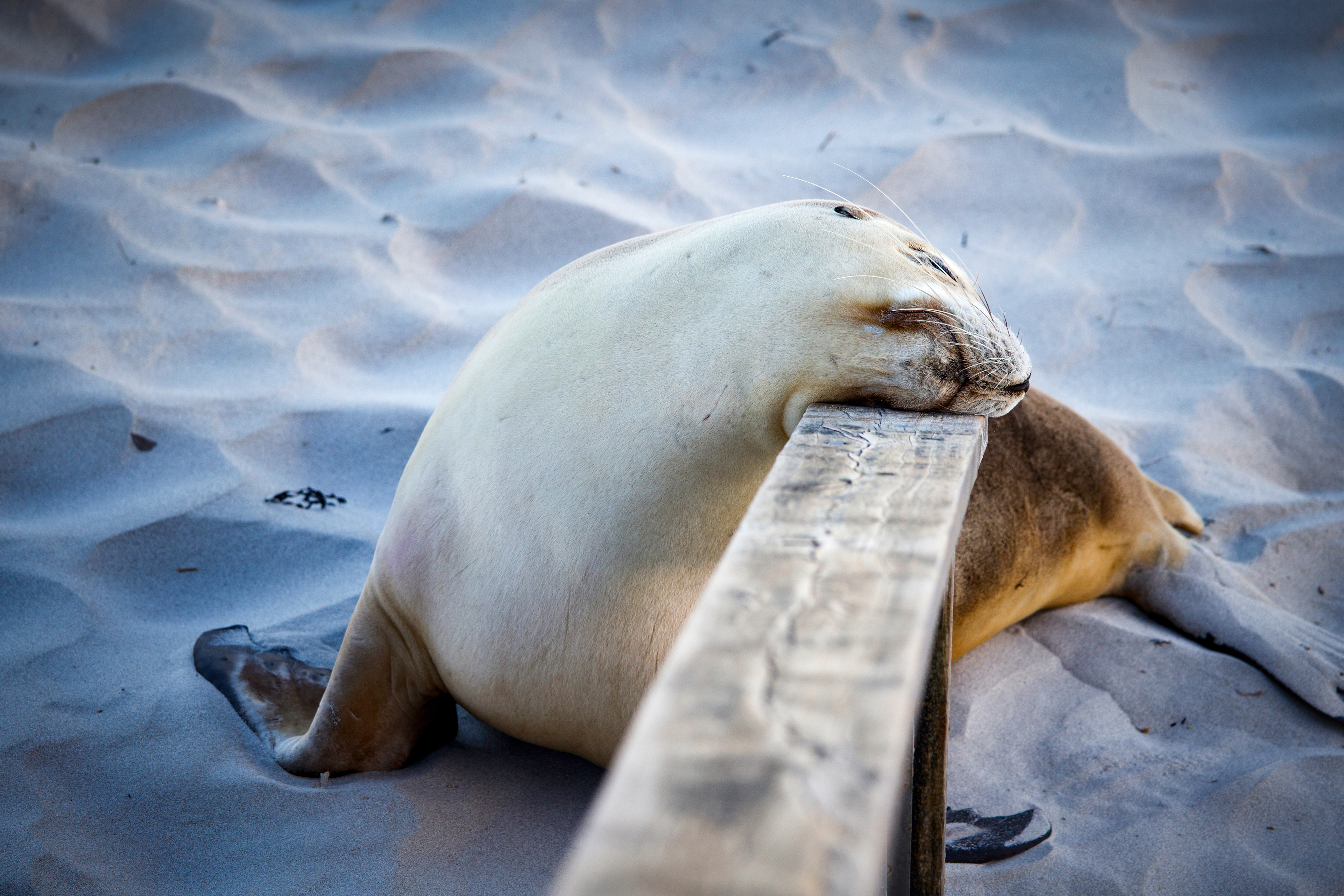 Seal Bay, Kangaroo Island, Australia