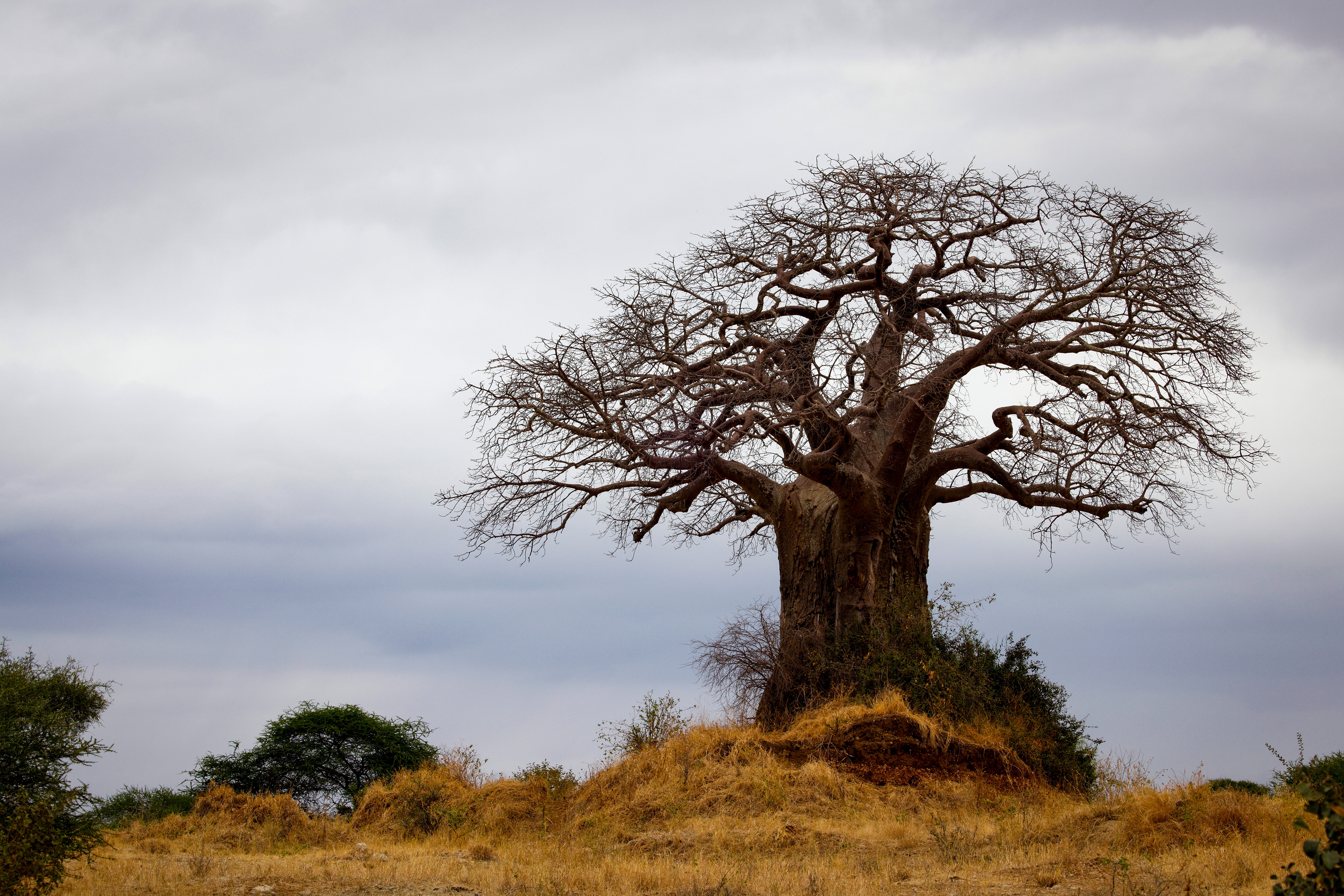 Tarangine National Park, Tanzania