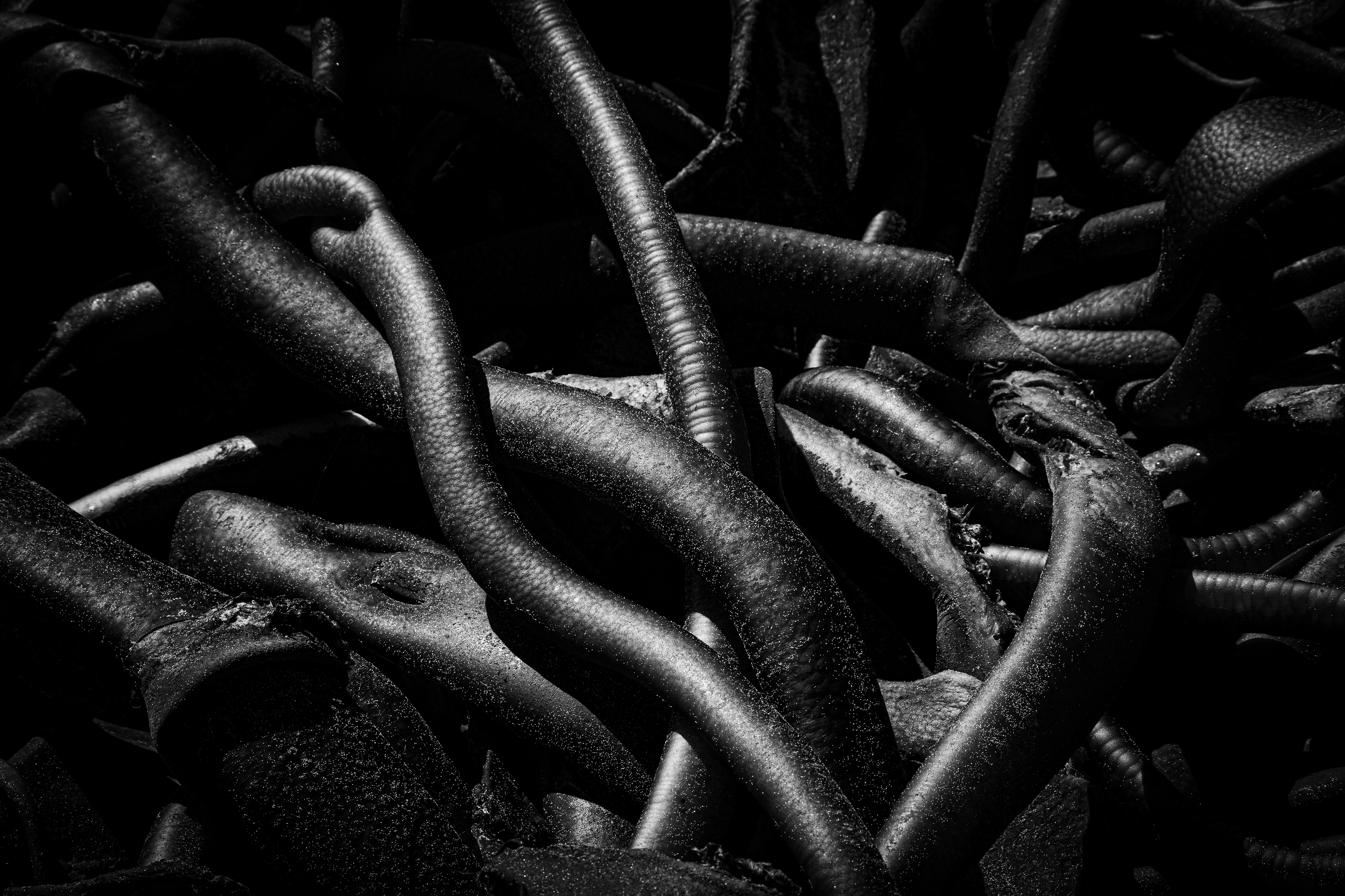 Seaweed, Catlins, New Zealand