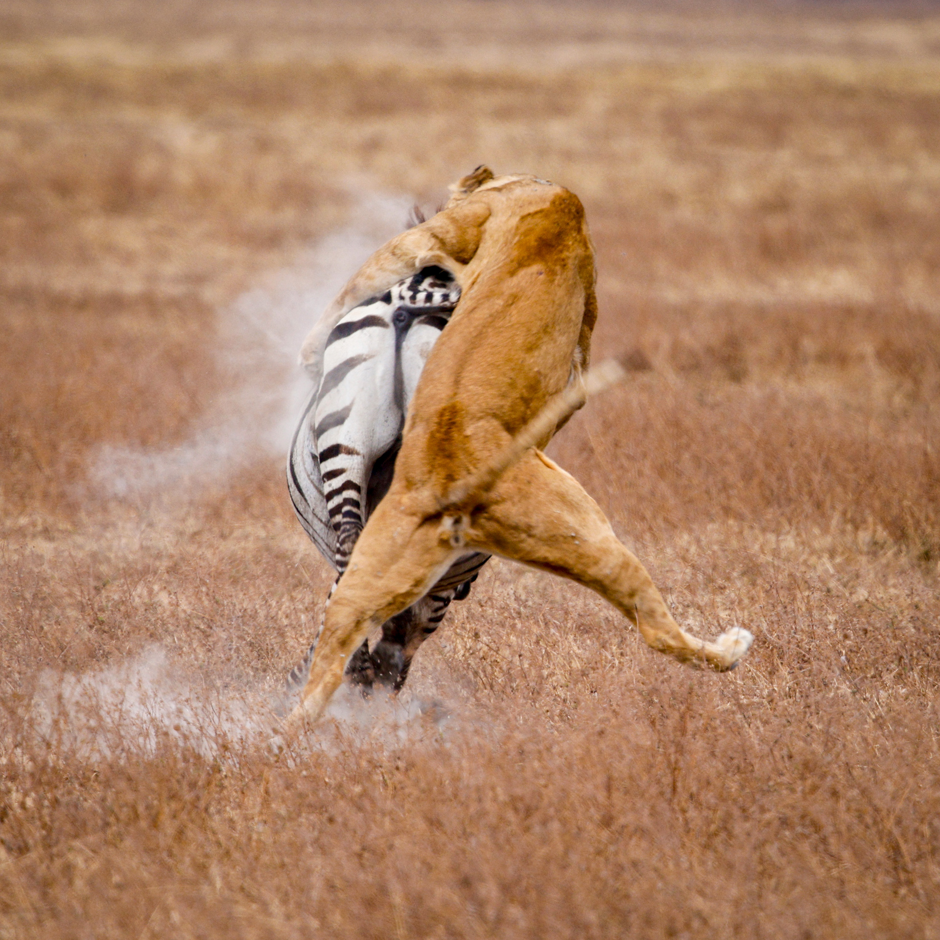Ngorongoro Crater, Tanzania