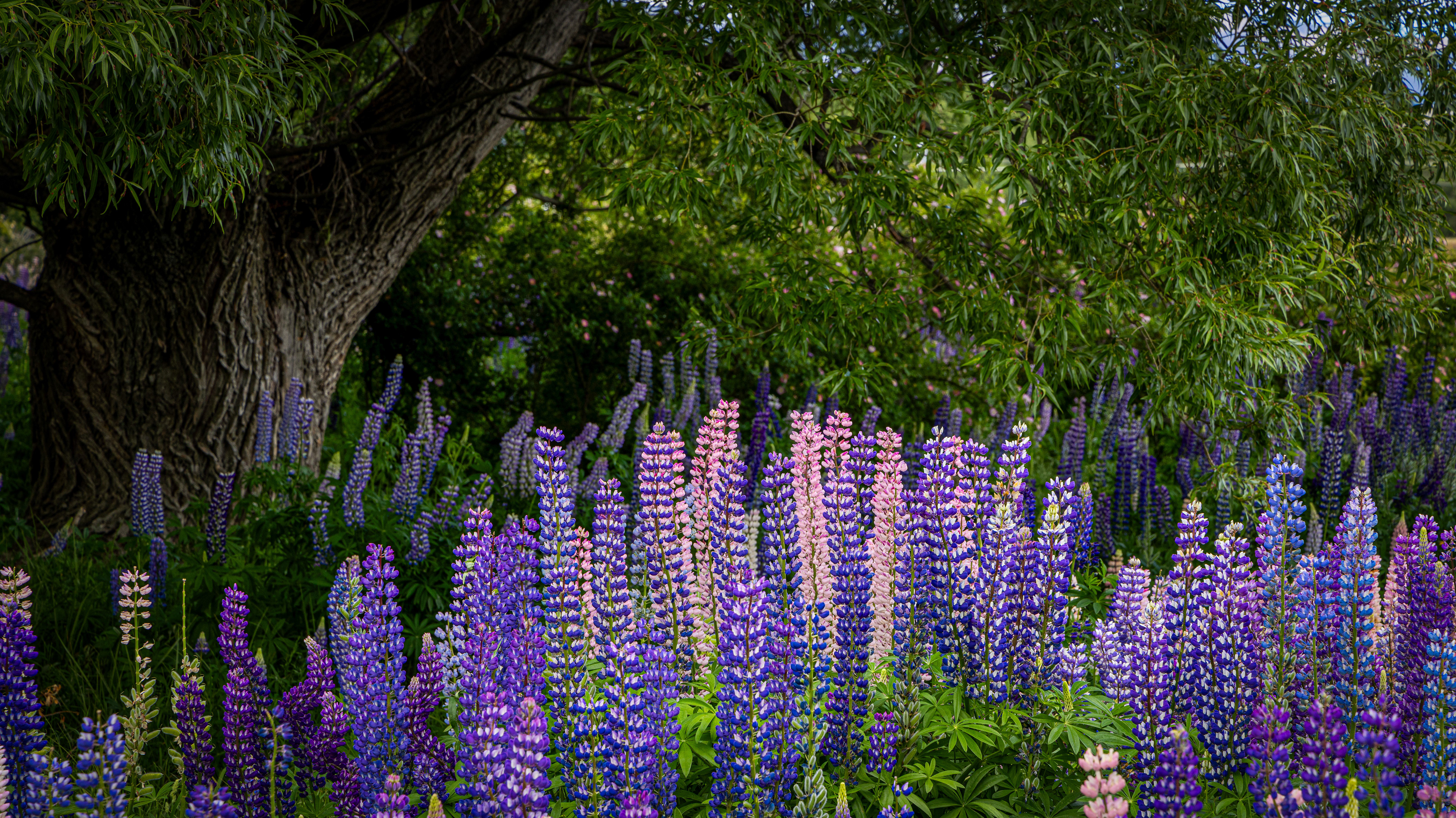 Omarama, New Zealand