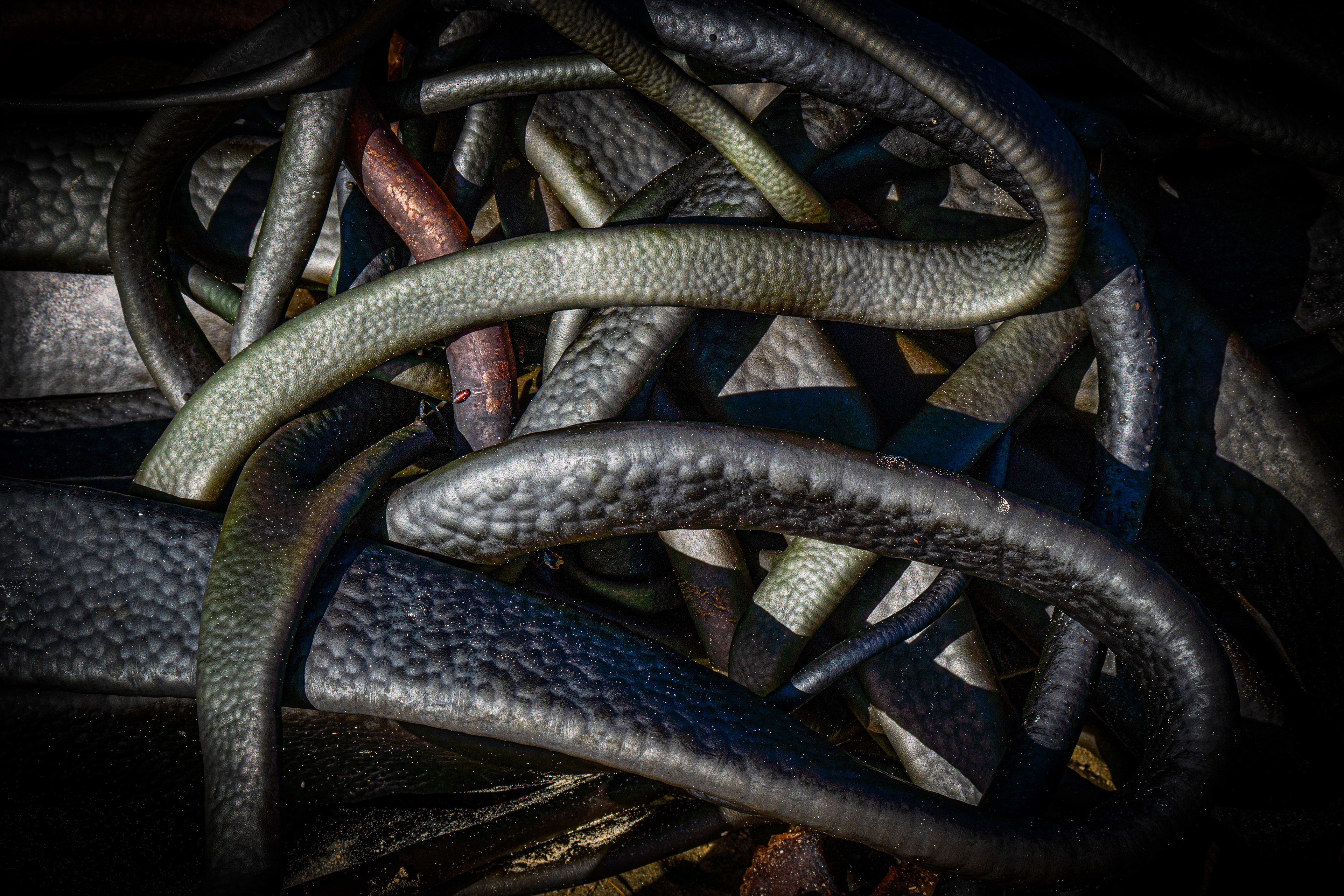 Seaweed, Catlins, New Zealand