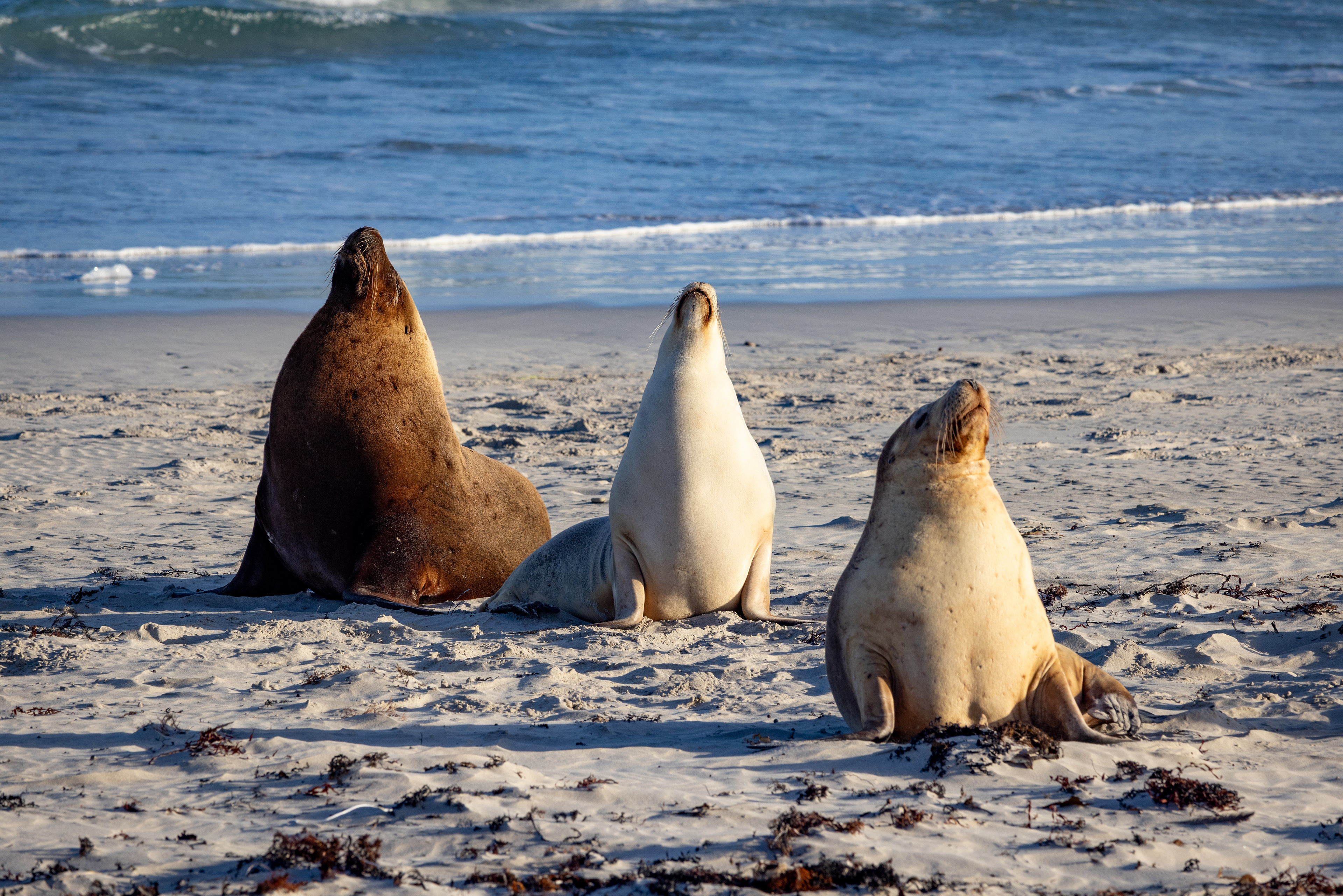 Seal Bay, Kangaroo Island, Australia
