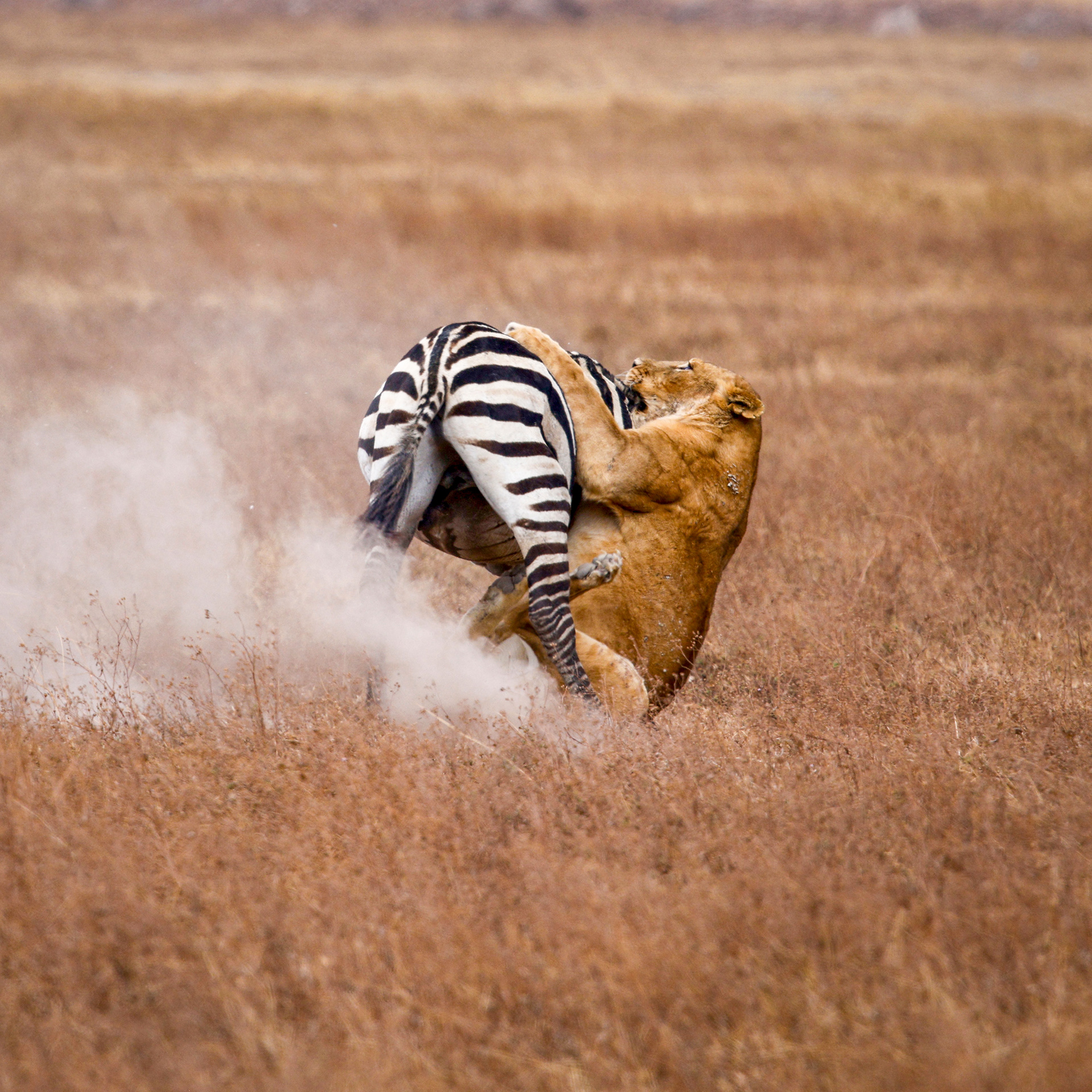 Ngorongoro Crater, Tanzania