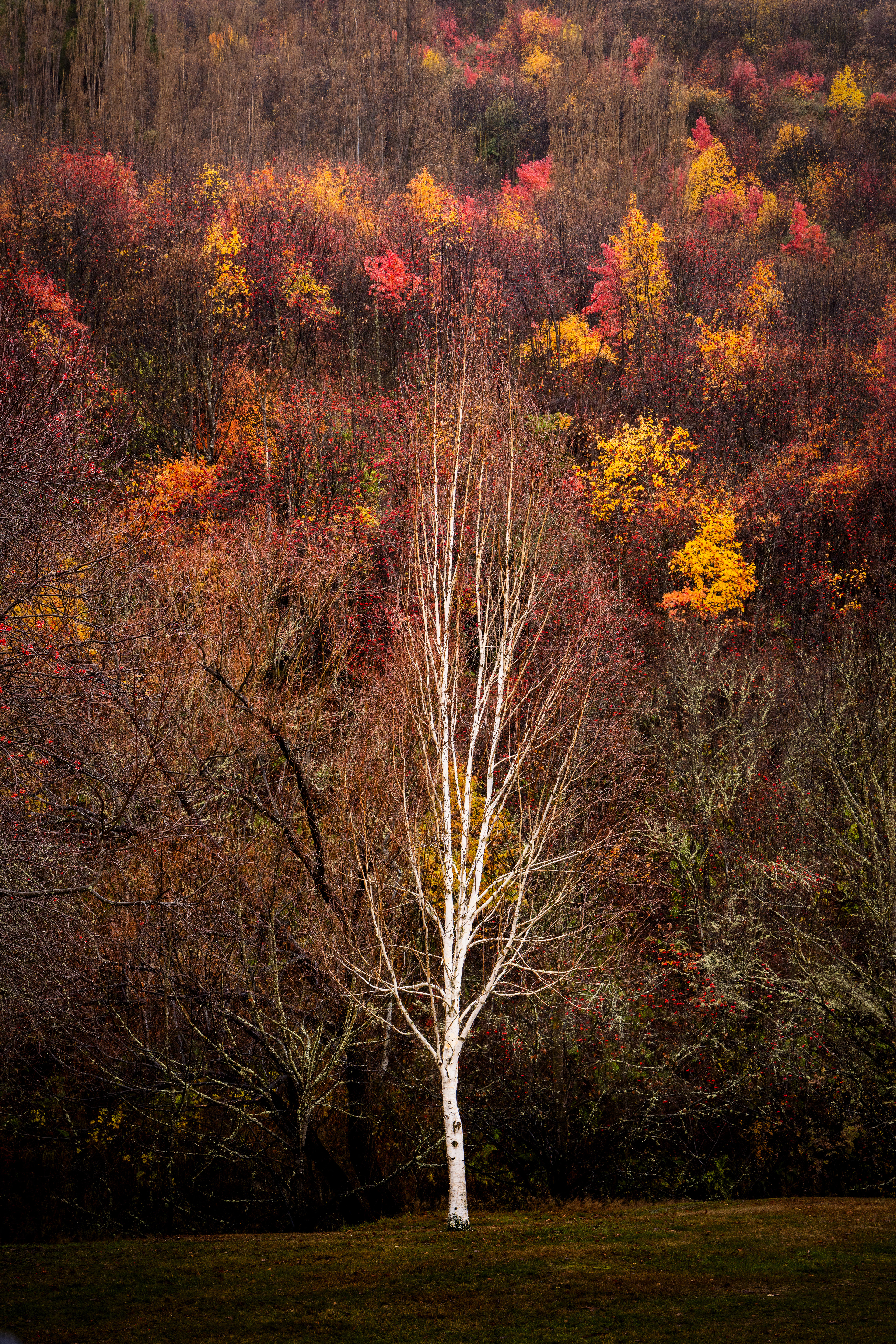 Arrowtown, New Zealand
