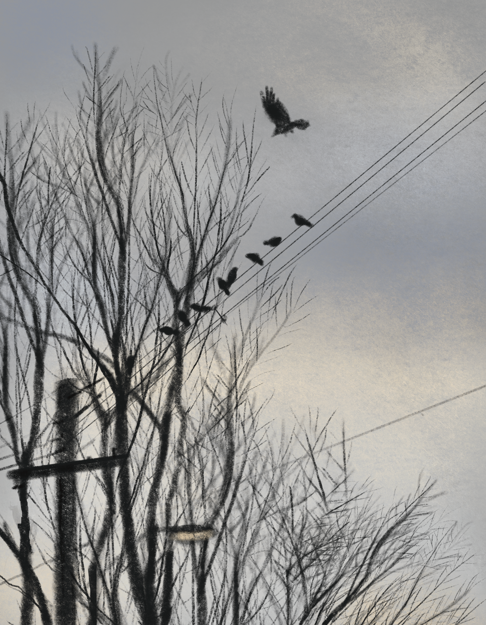 Crows