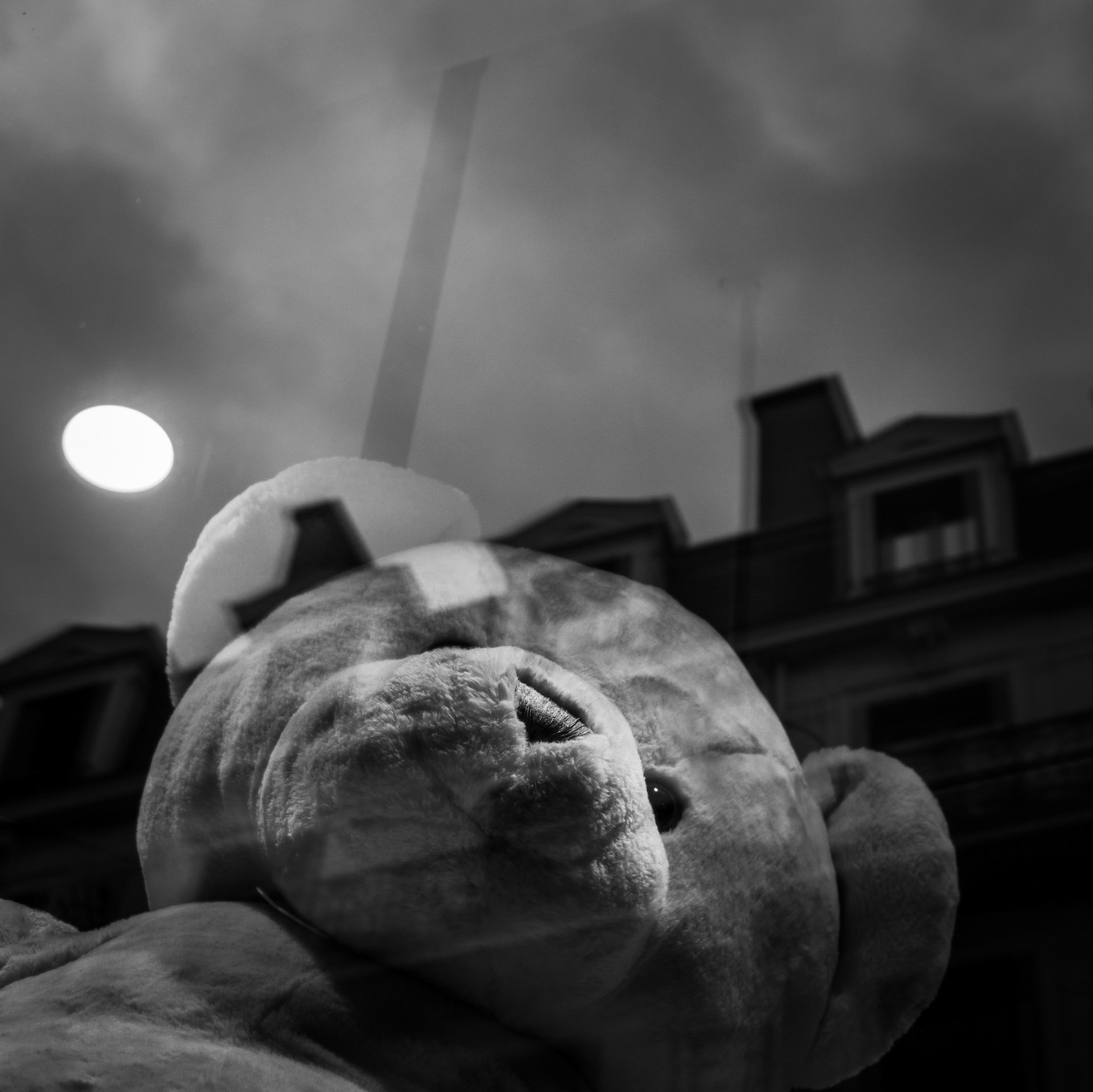 Bear