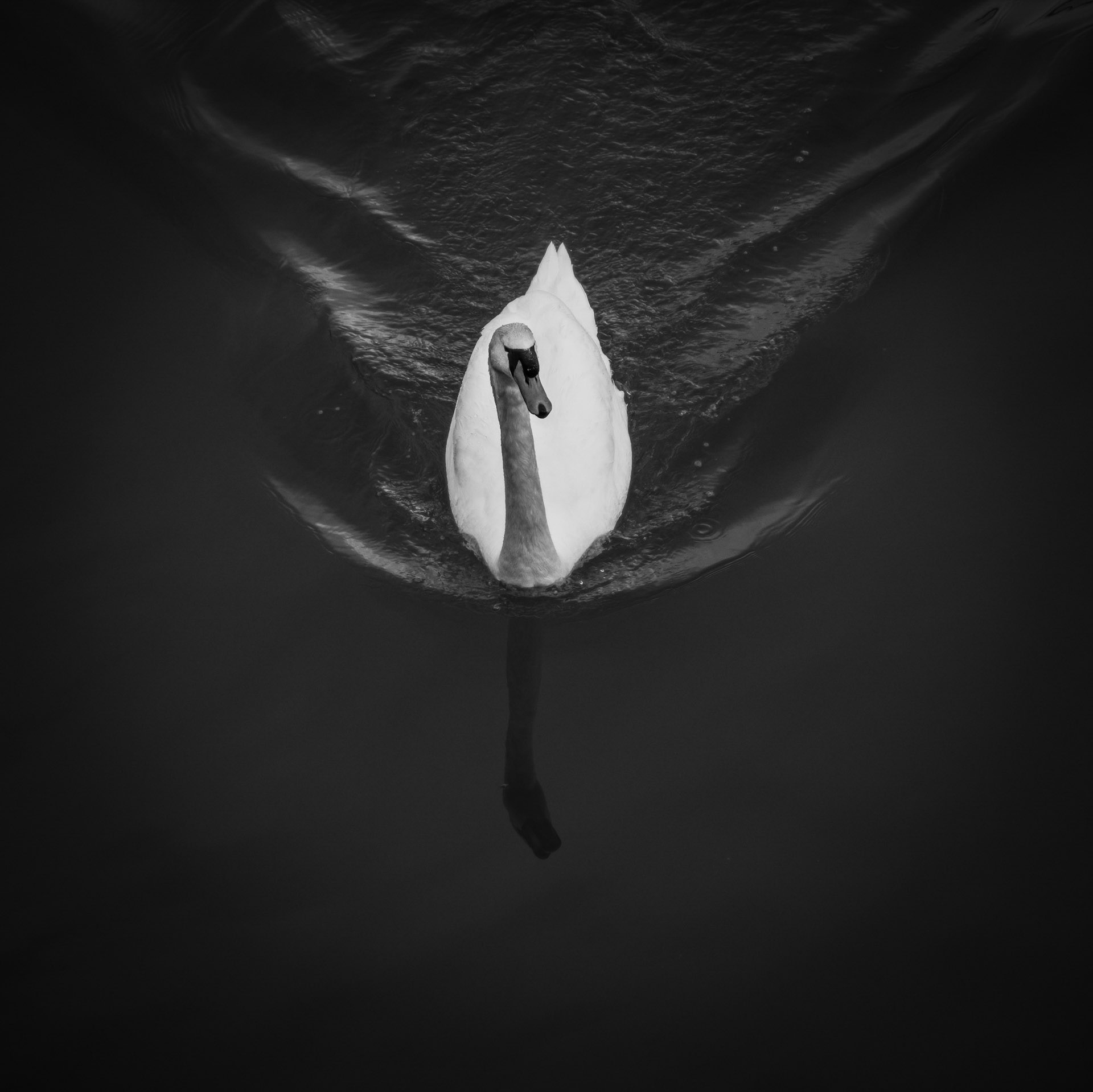 Lone Swan