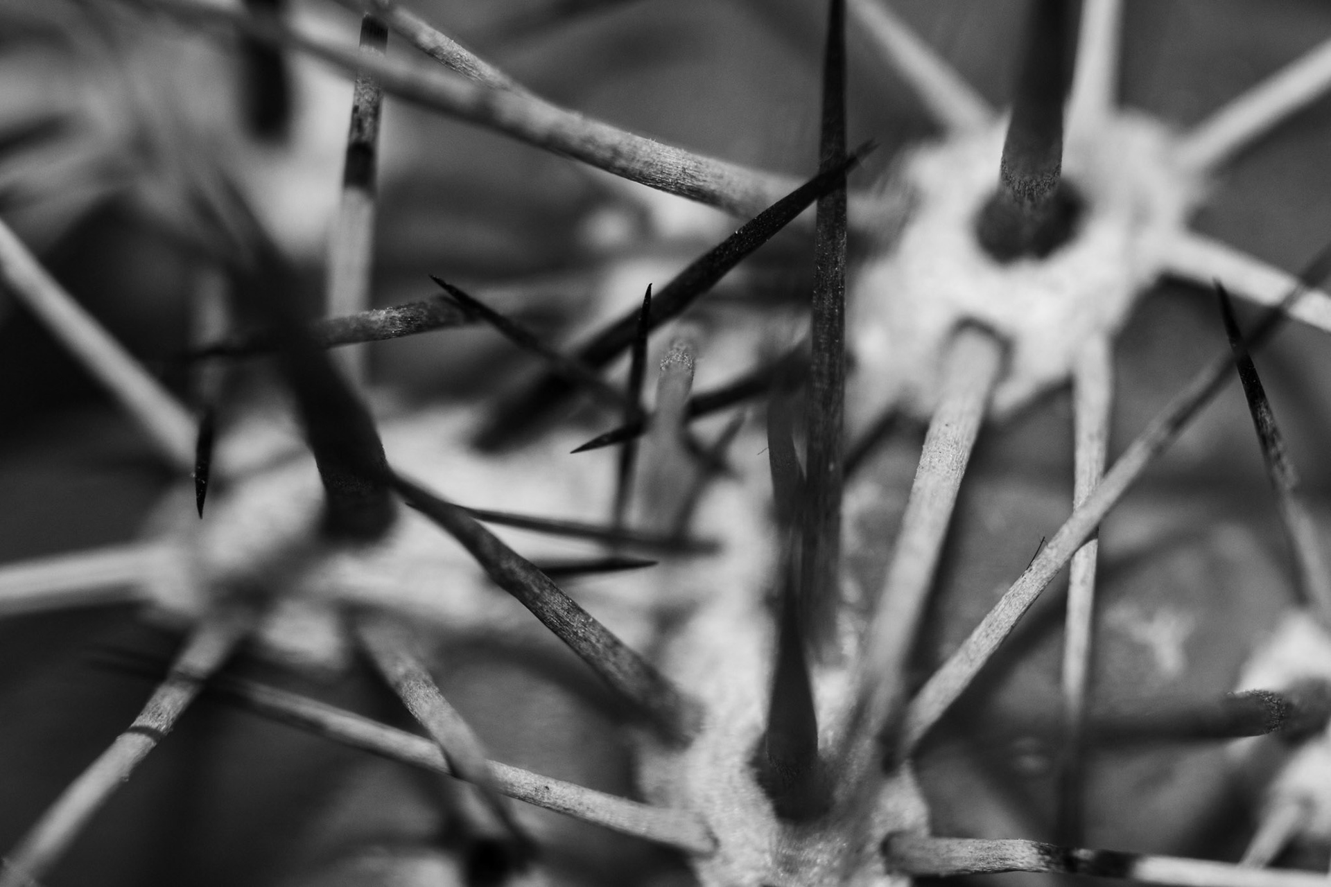 Cactus