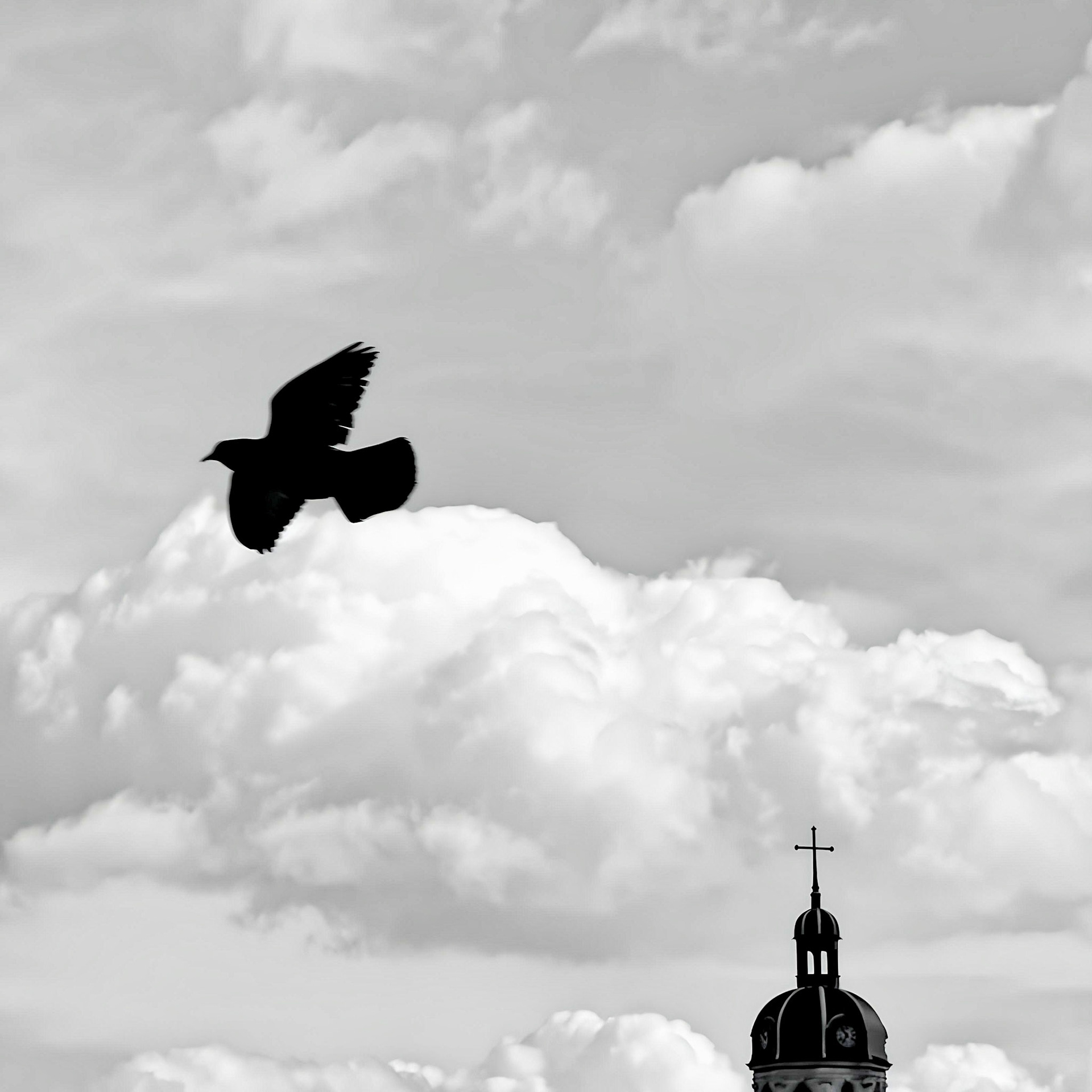 Pigeon