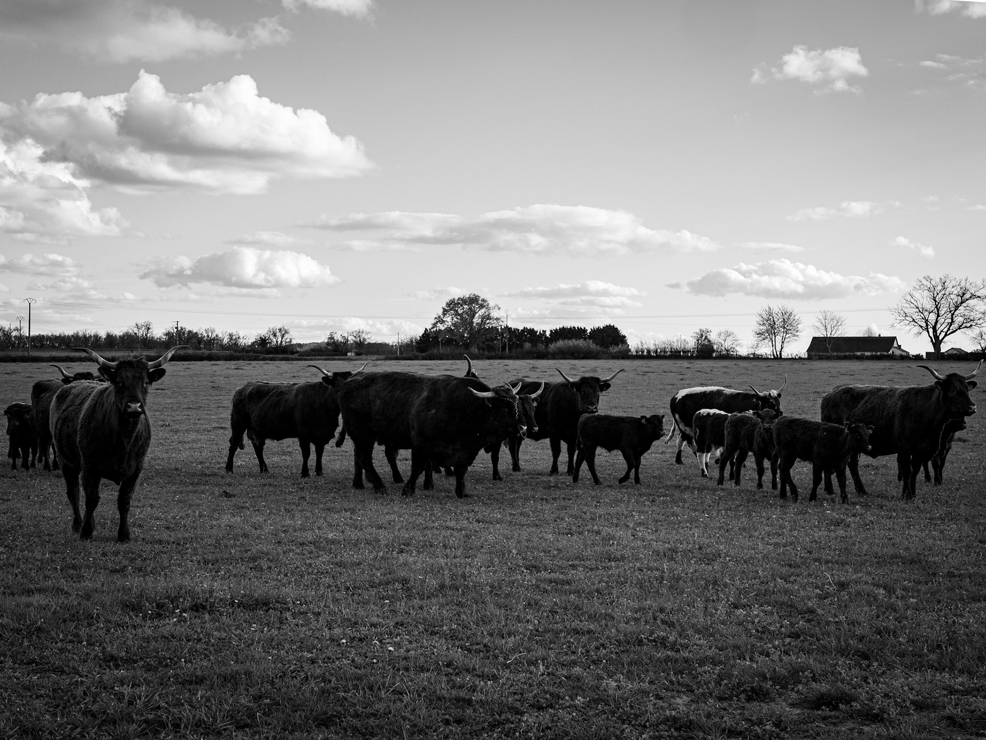 Cow gang