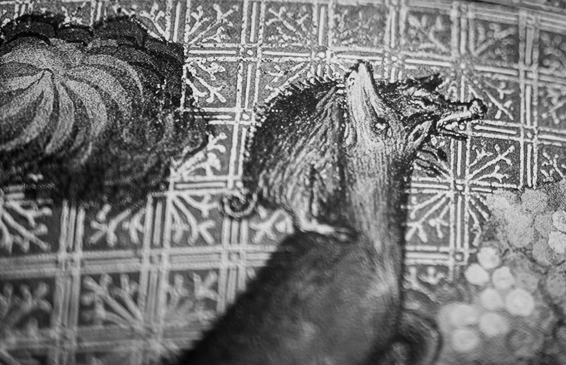 There is a media library near my place where I enjoy finding rare books with stunning images. This one is from a book called "Medieval Beasts".