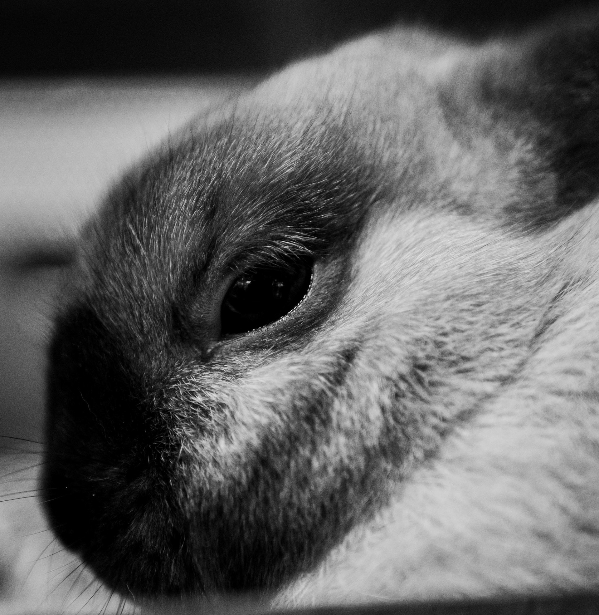 Bunny