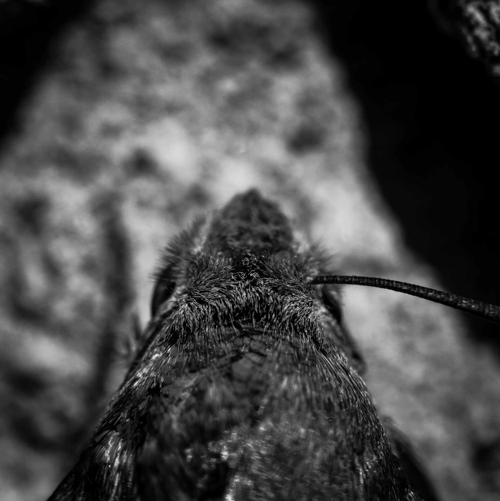 Veteran Moth