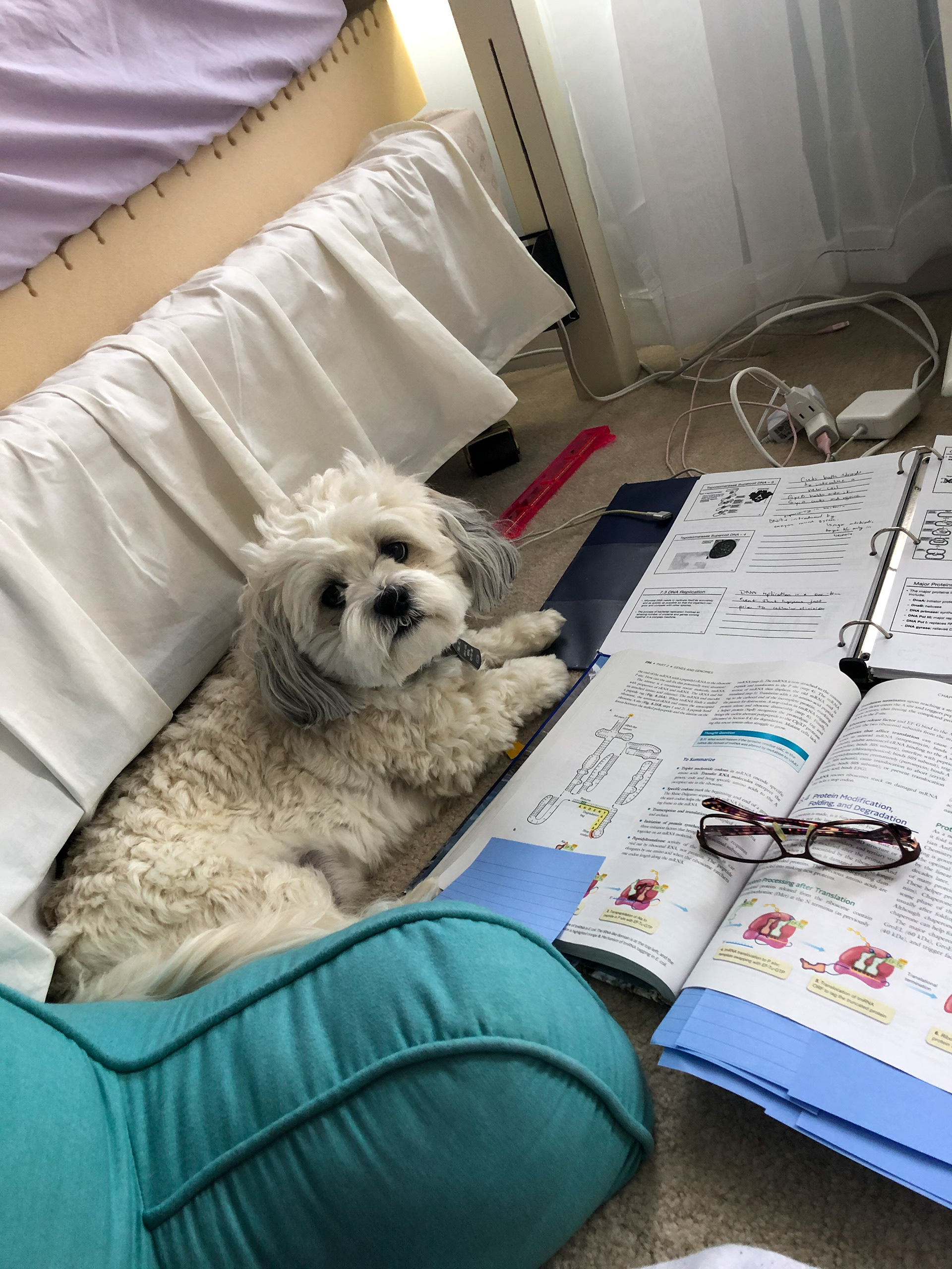 Hannah Angelella and her pup Louie studying together for a Microbiology test on April 29th, 2020. Hannah Angelella | Westminster, Maryland.