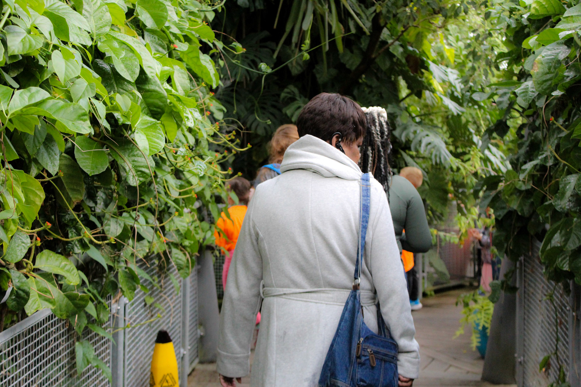 Walking the jungle path in search of the illusive butterflies..