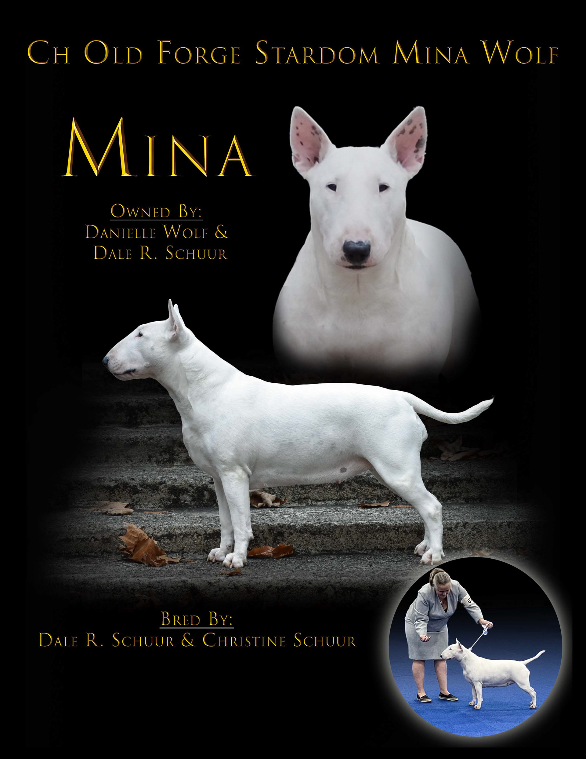 Magazine Ad for Show Dog
