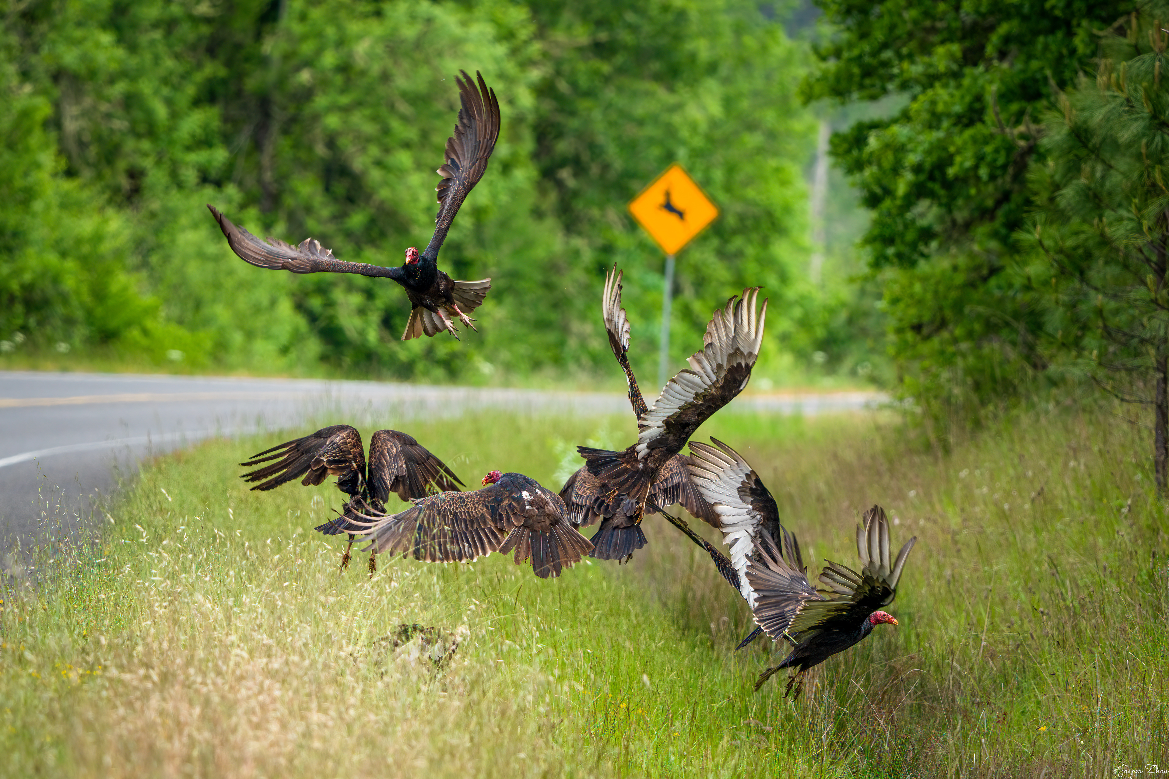 First thing first, I’m 30 ish yards away from them, and I showed my respects to all these wildlife and didn’t scare them away! Some cars drove by, and they took off. Back to the story.