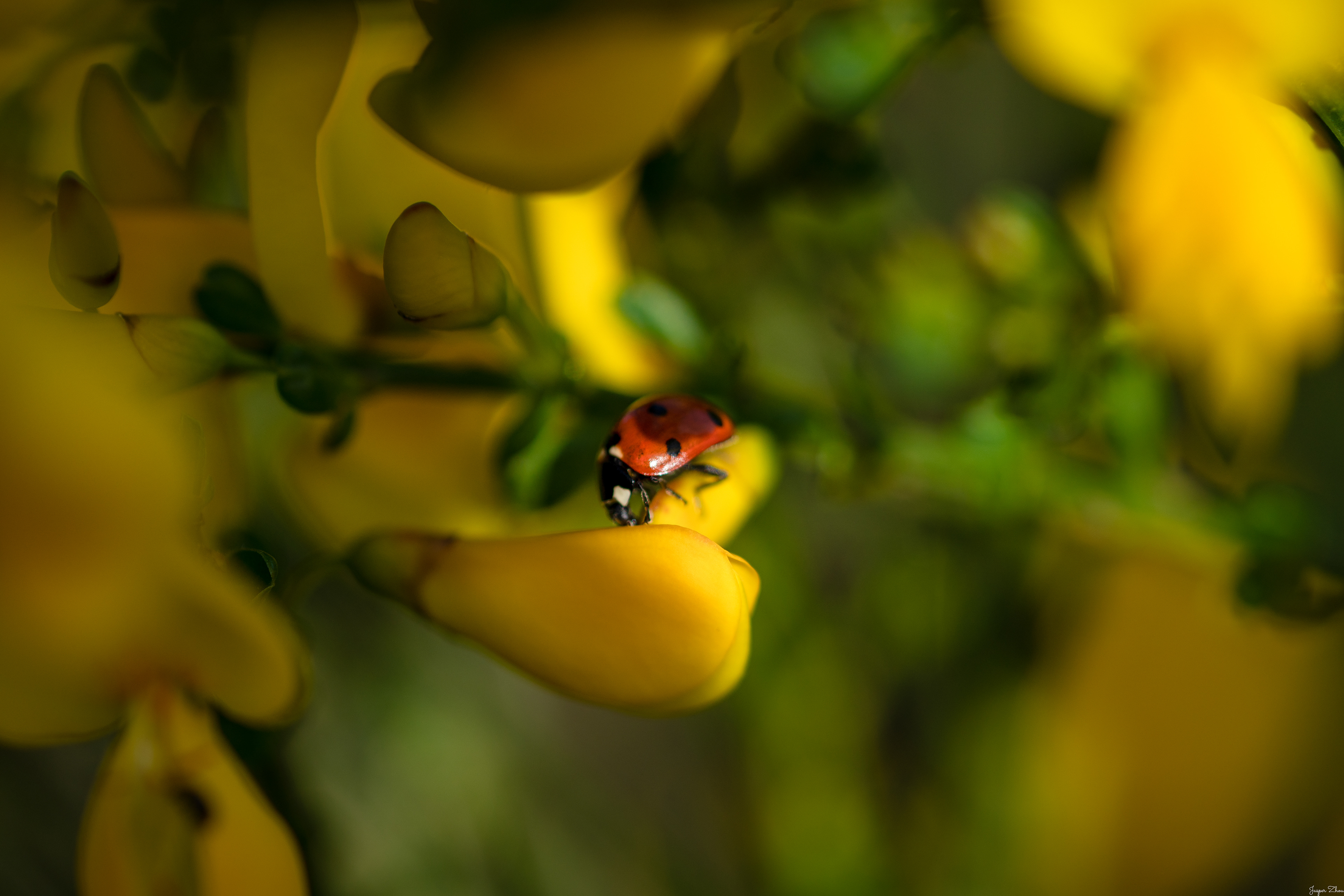Peaking the sunlight.
