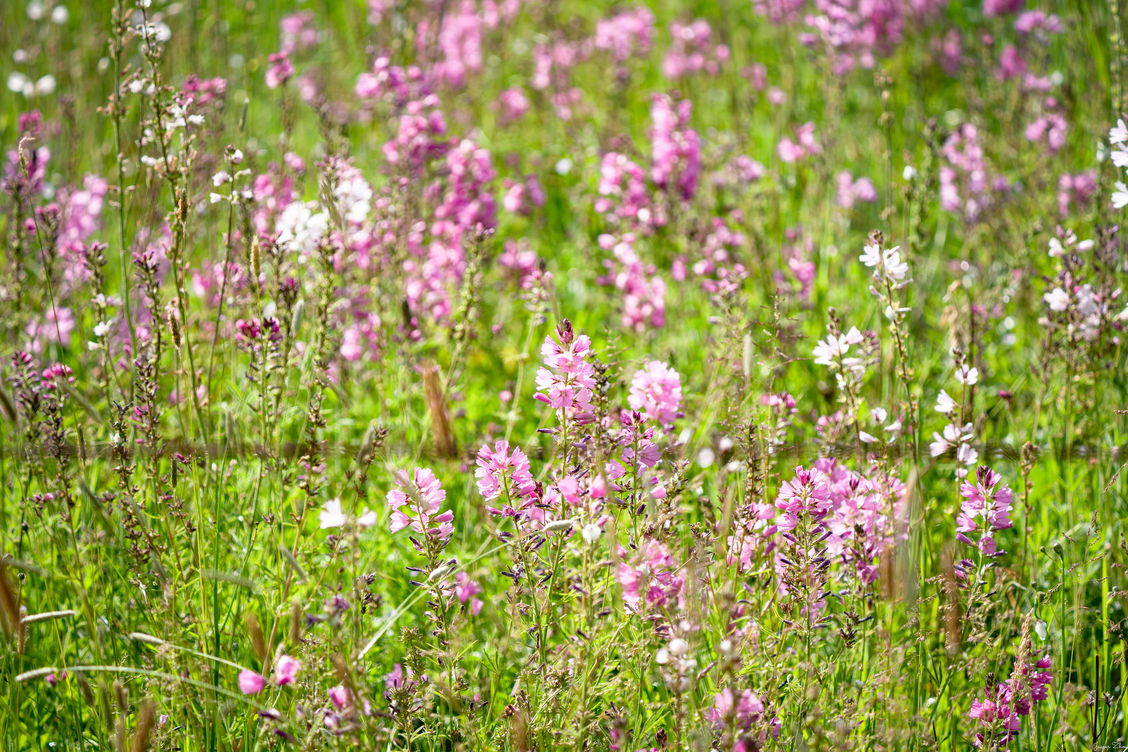 Spring never let me down.