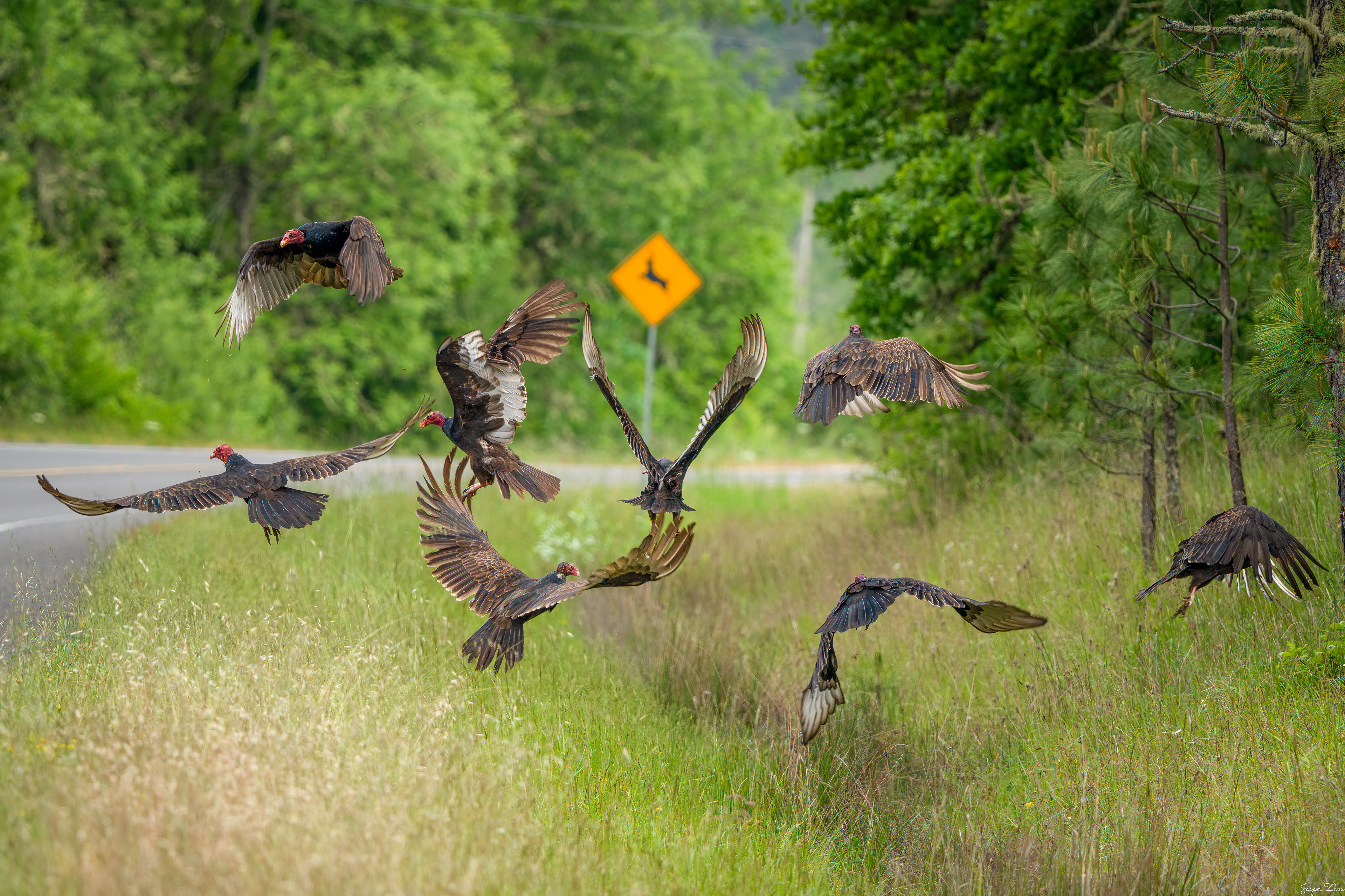 They were having a dead deer by the side of the road, and I am sure they came back for their feast.