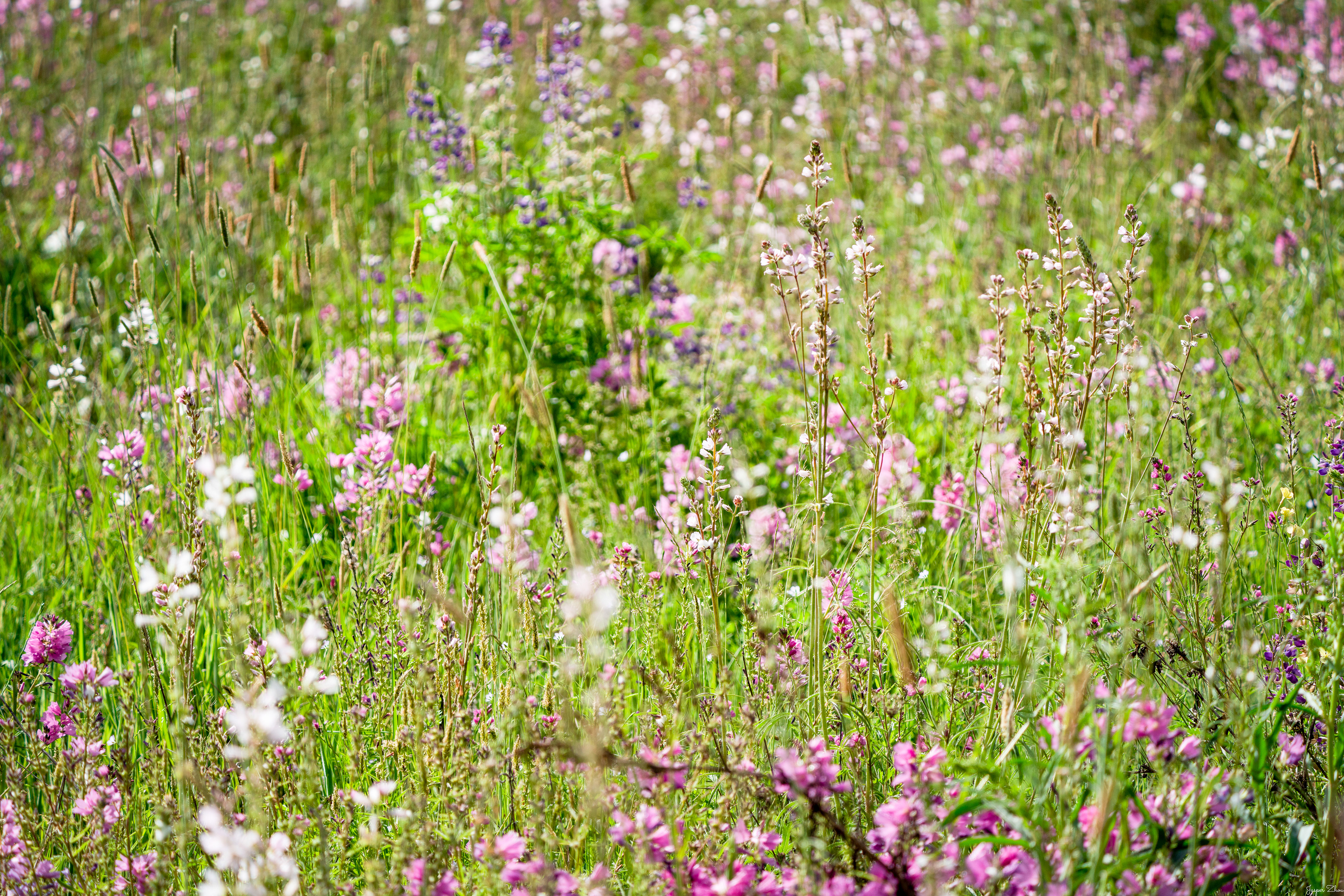 Spring never let me down.