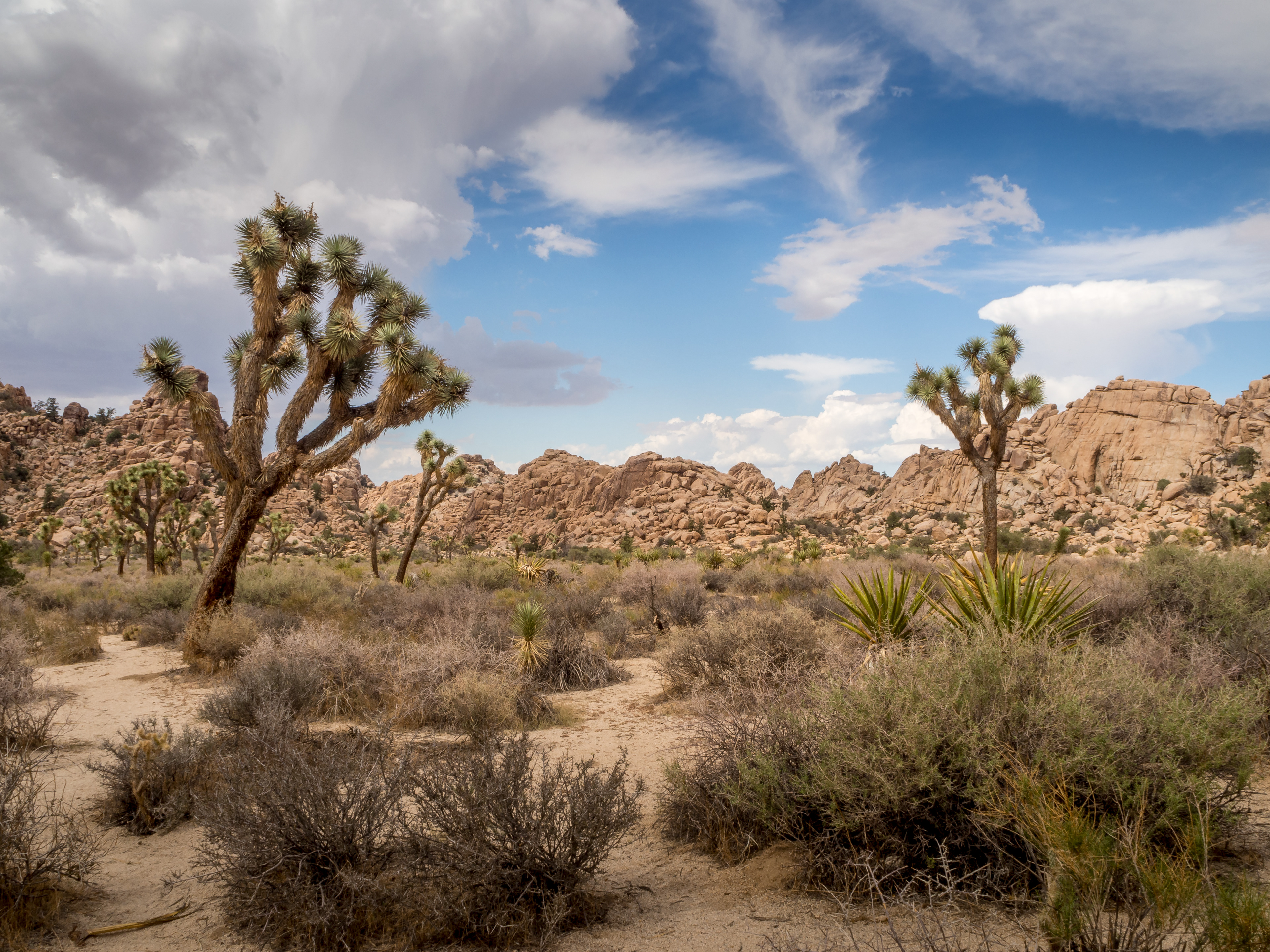 Joshua Tree National Park