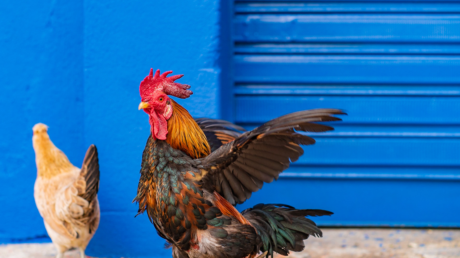 Cantou de galo. Foto: Francisco Xavier
