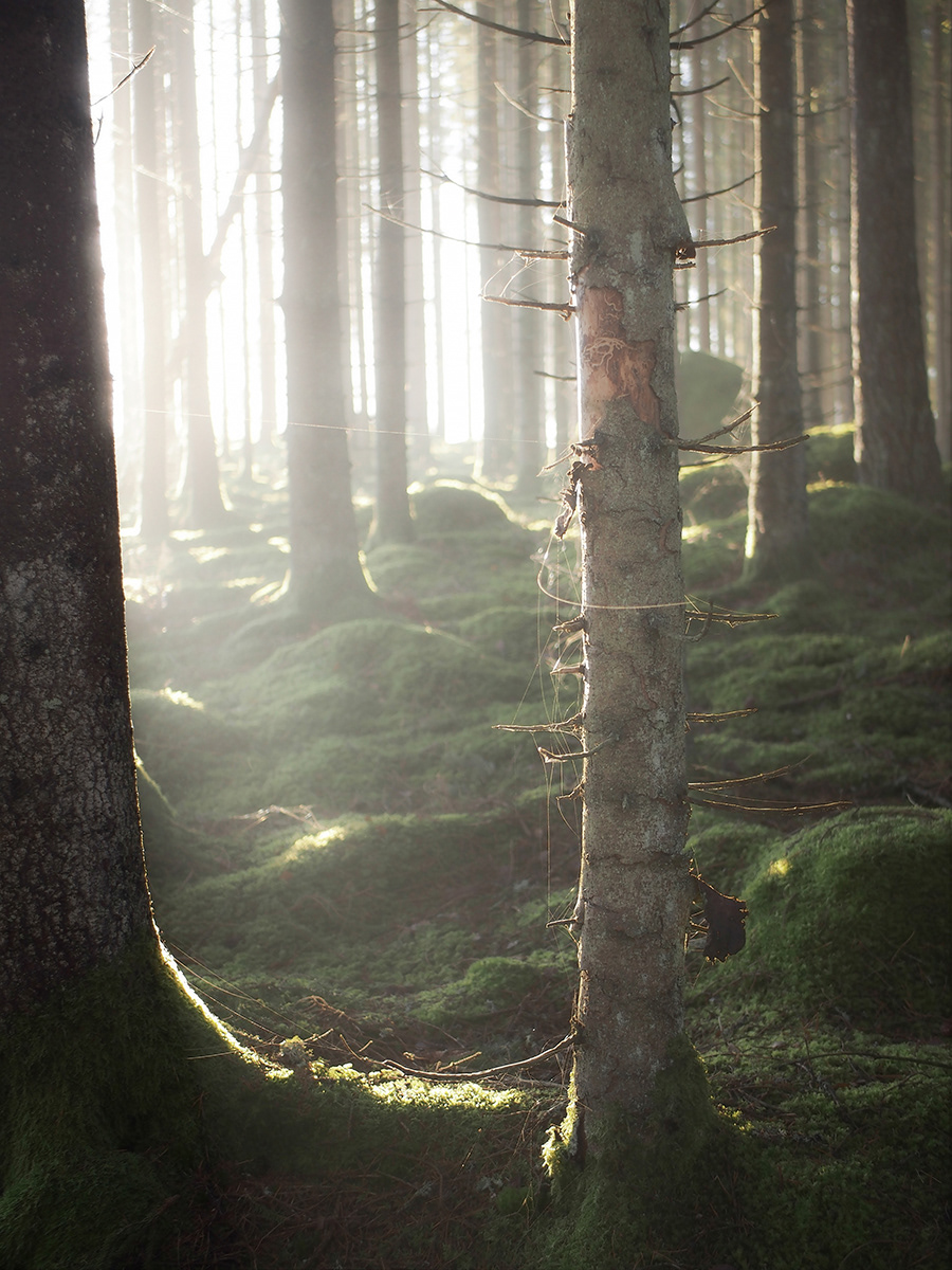 Morgonljus i Skogsdunge vid Bitterna, Vara