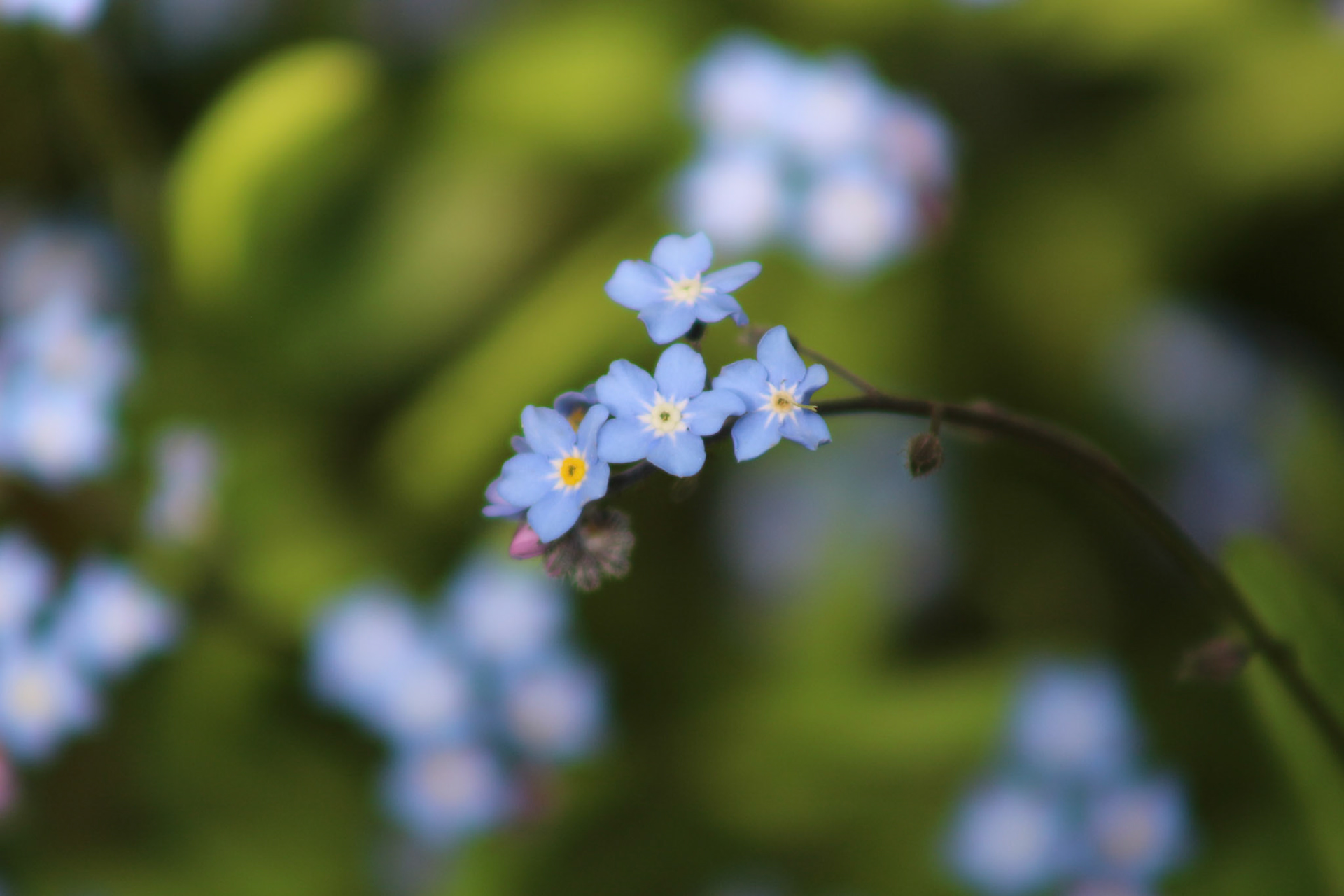 Forget-me-nots in sprint bloom