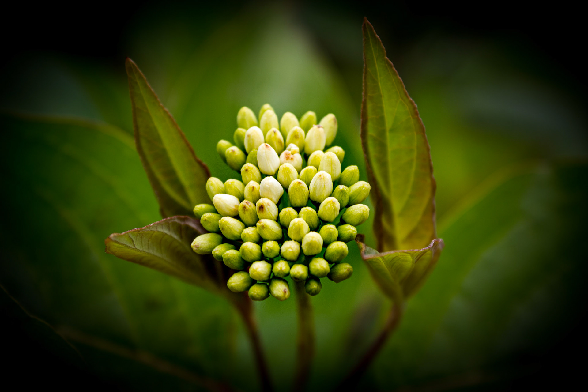 A spring flower in bud guarded by leaves