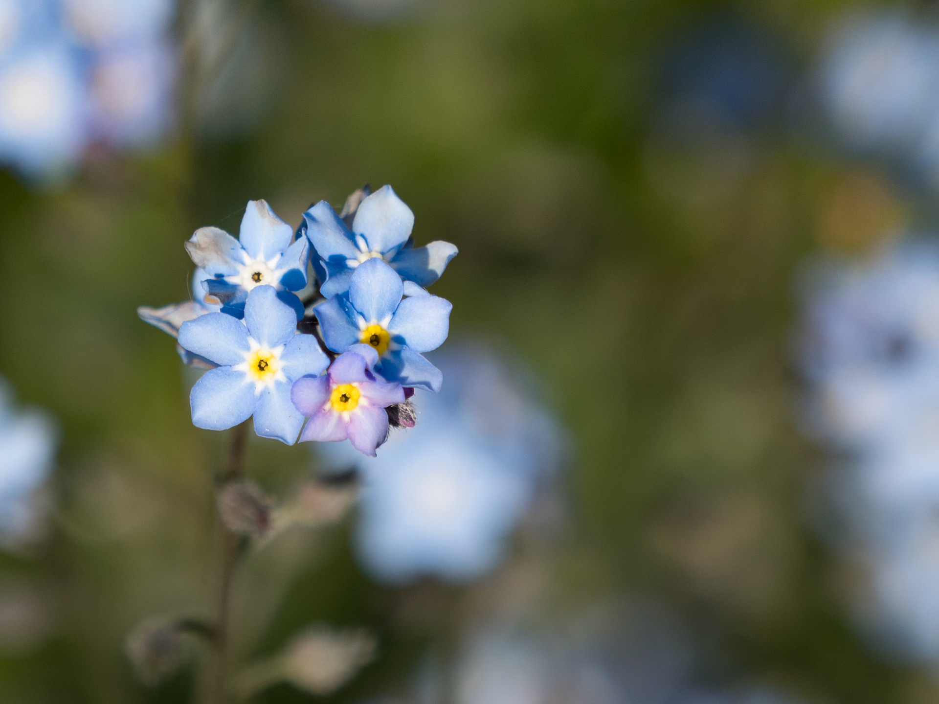 OLYMPUS DIGITAL CAMERA