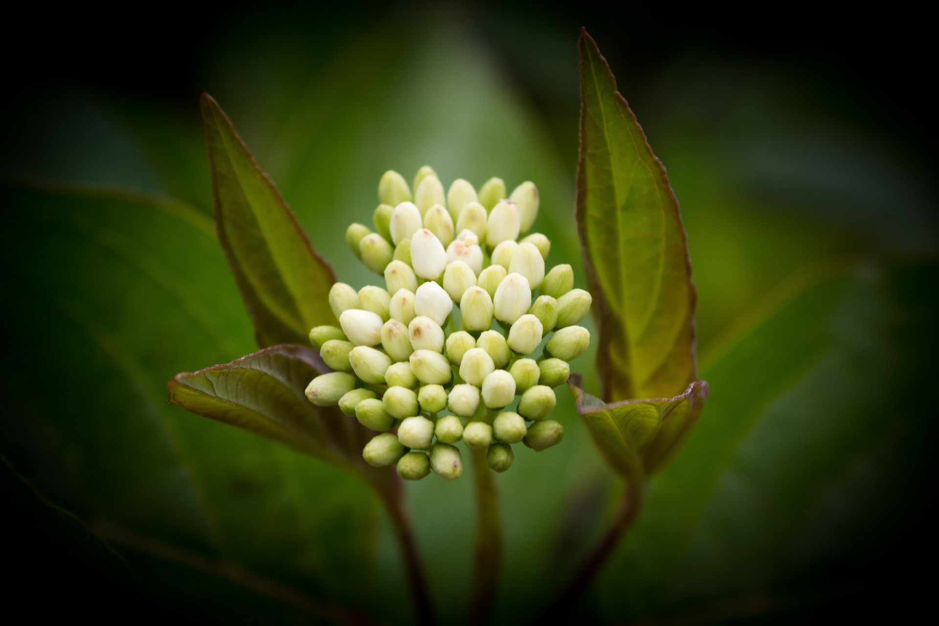 A spring flower in bud guarded by leaves