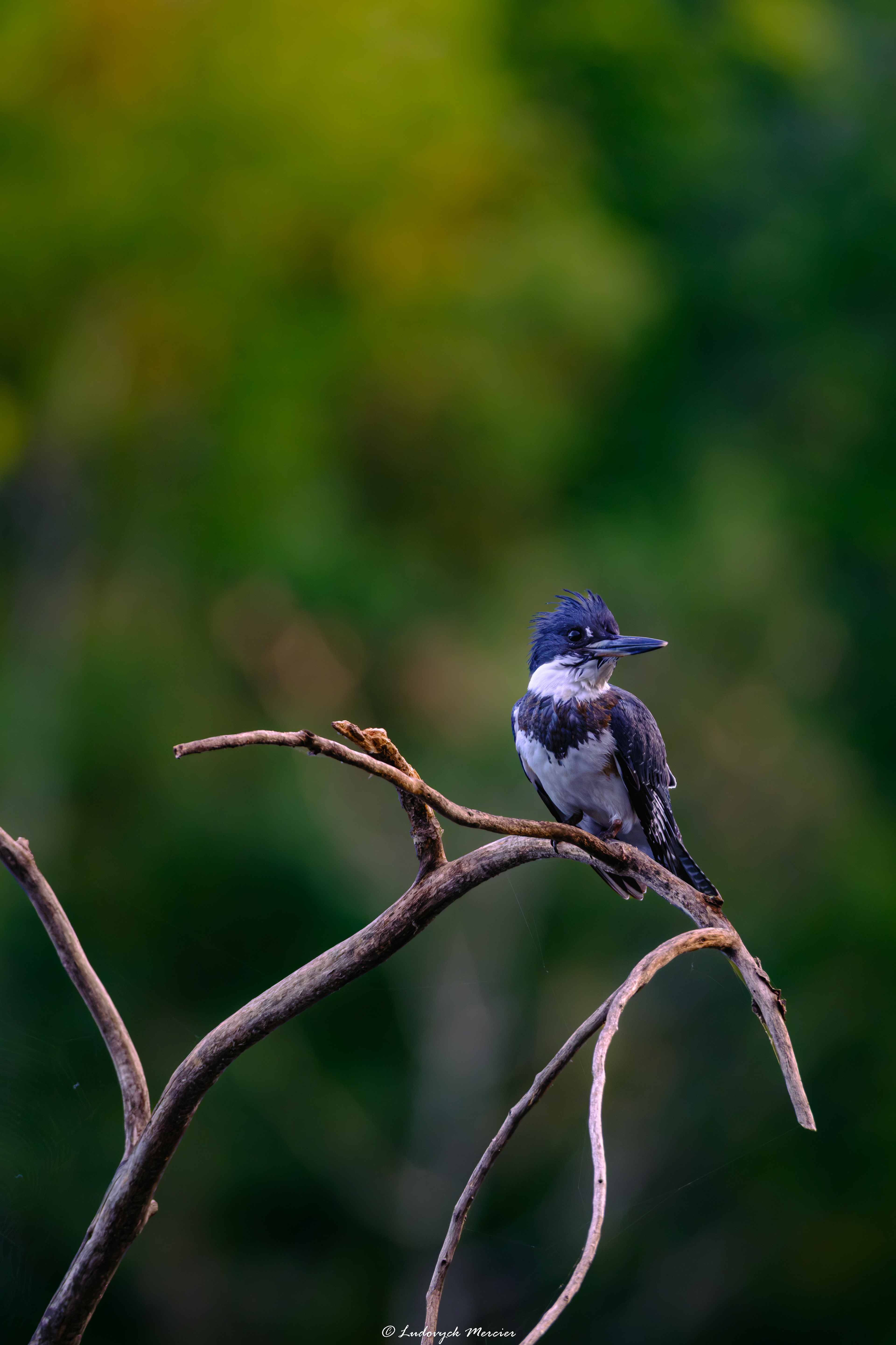 Belted Kingfisher perched on a branch in Québec with a soft green background