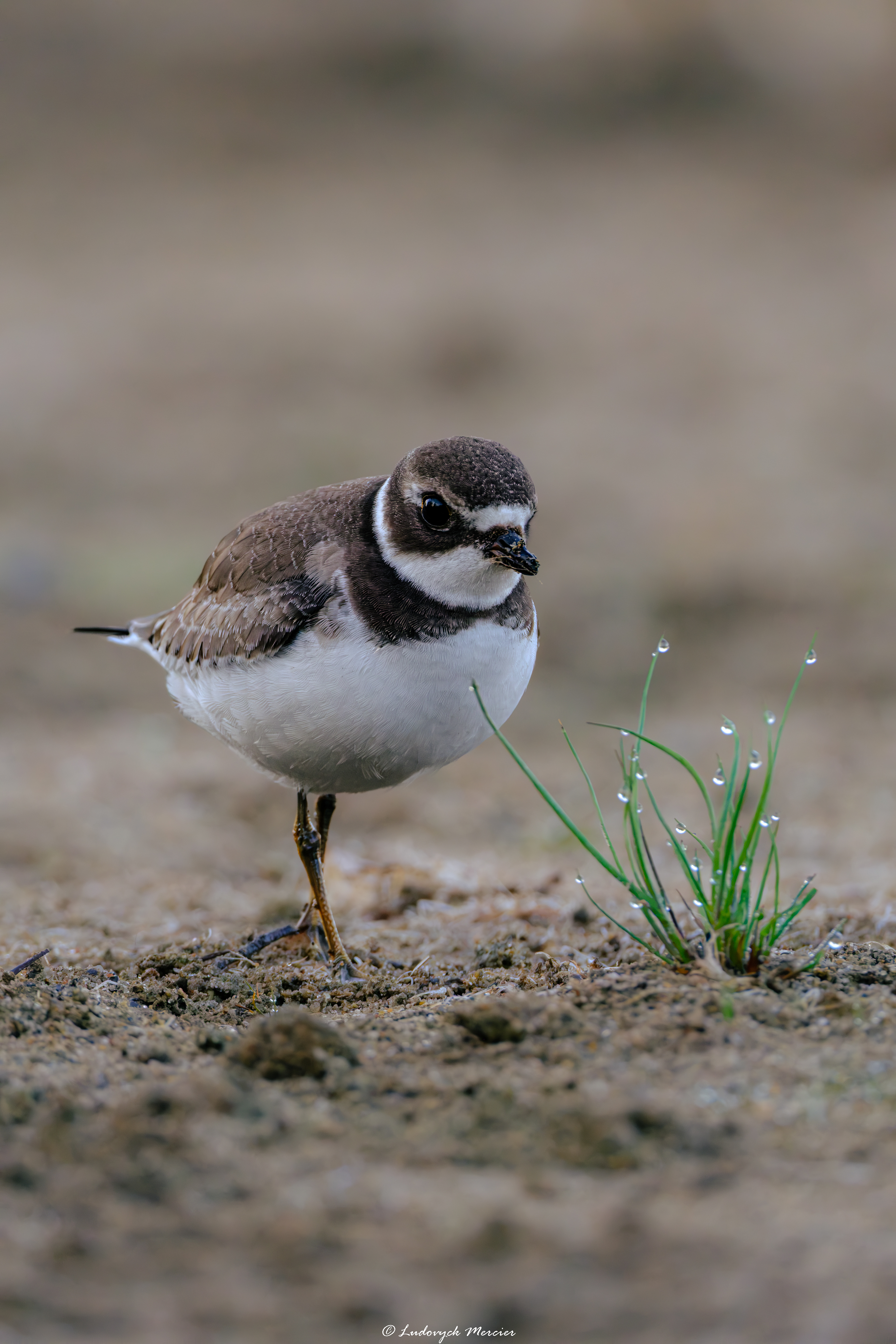 Semipalmated Plover standing beside thin grass covered with water droplets along a Québec shoreline.