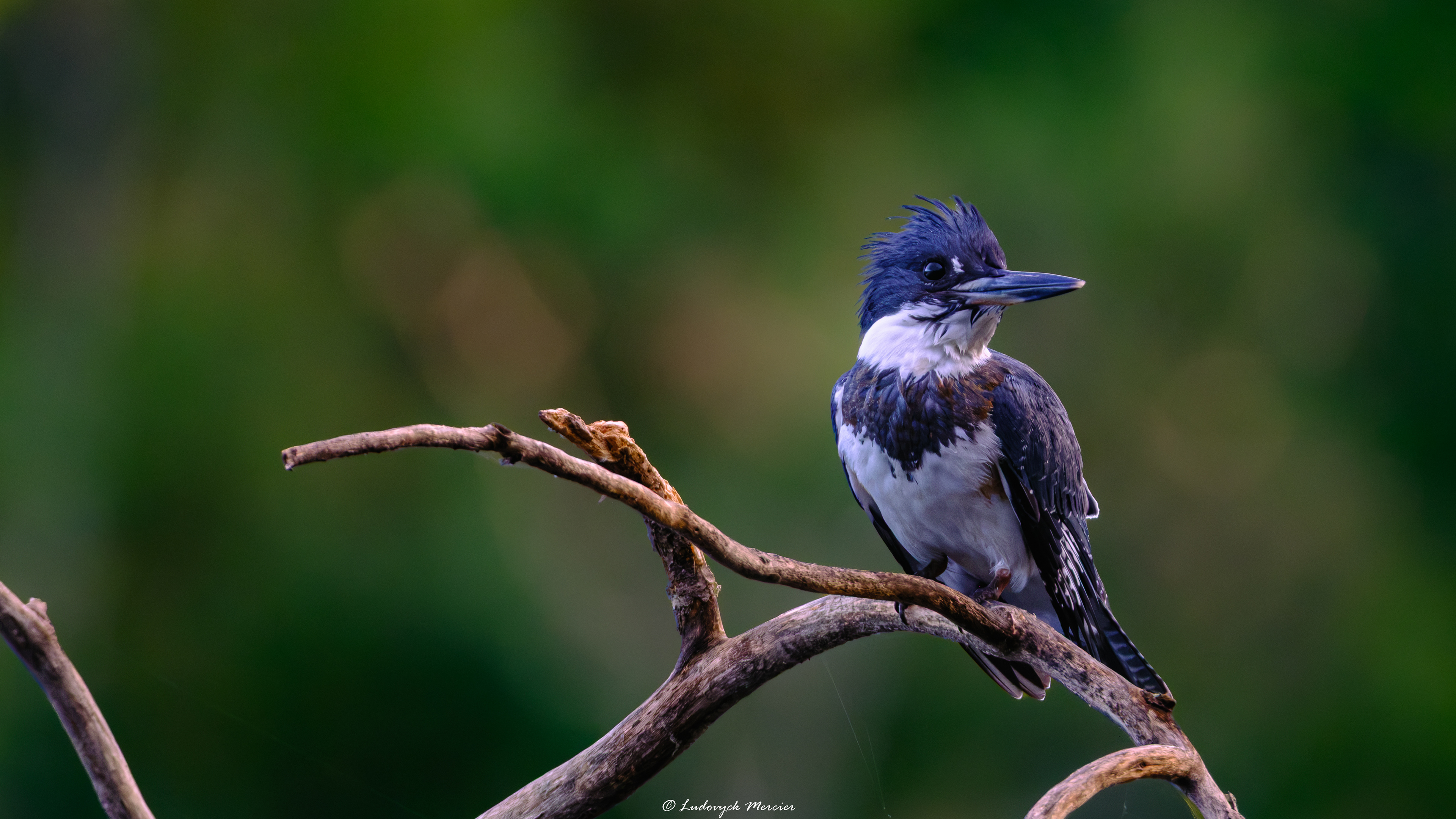 Belted Kingfisher perched on a branch in Québec with a soft green background