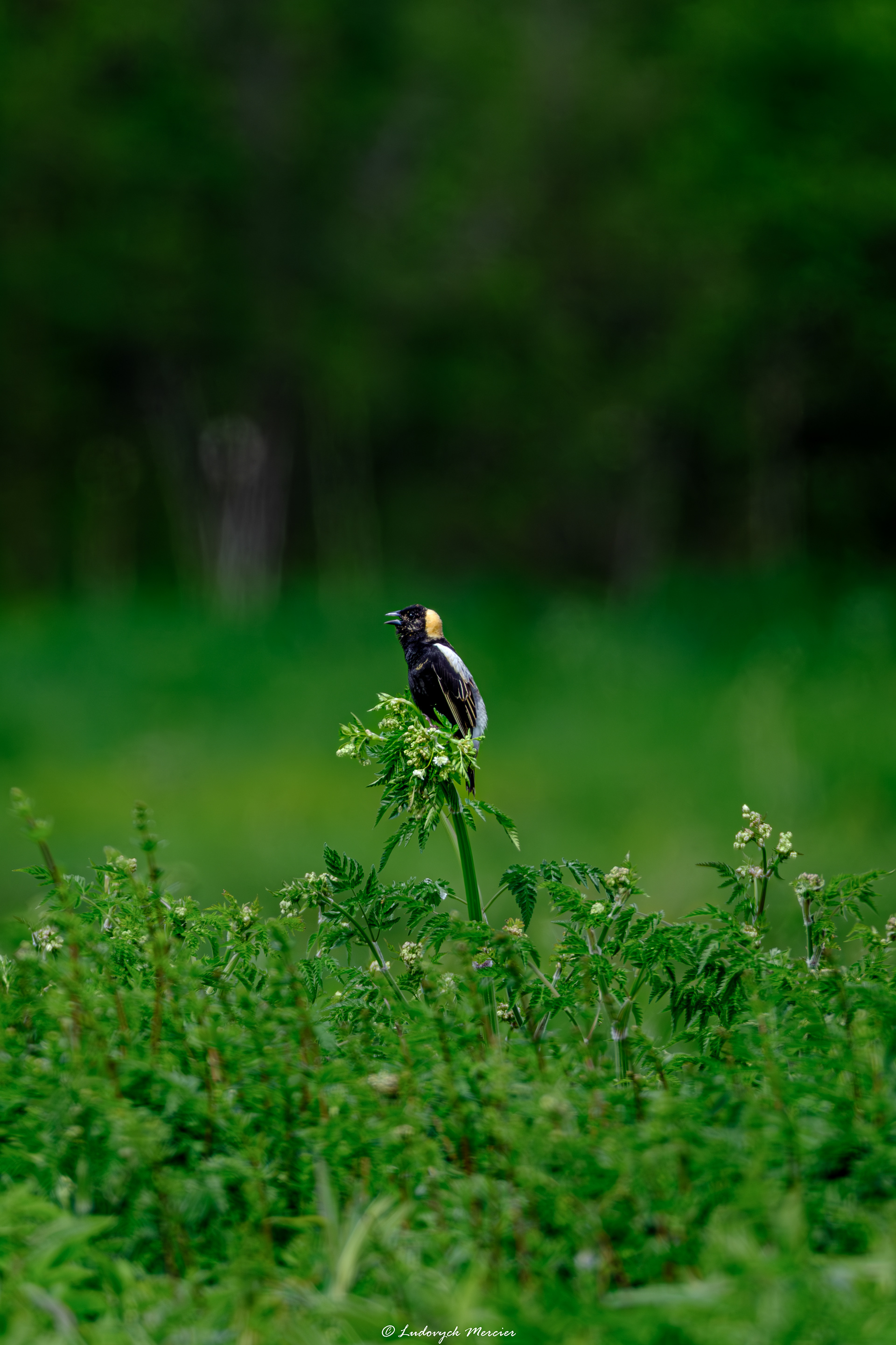 Bobolink perched in a green field in Québec