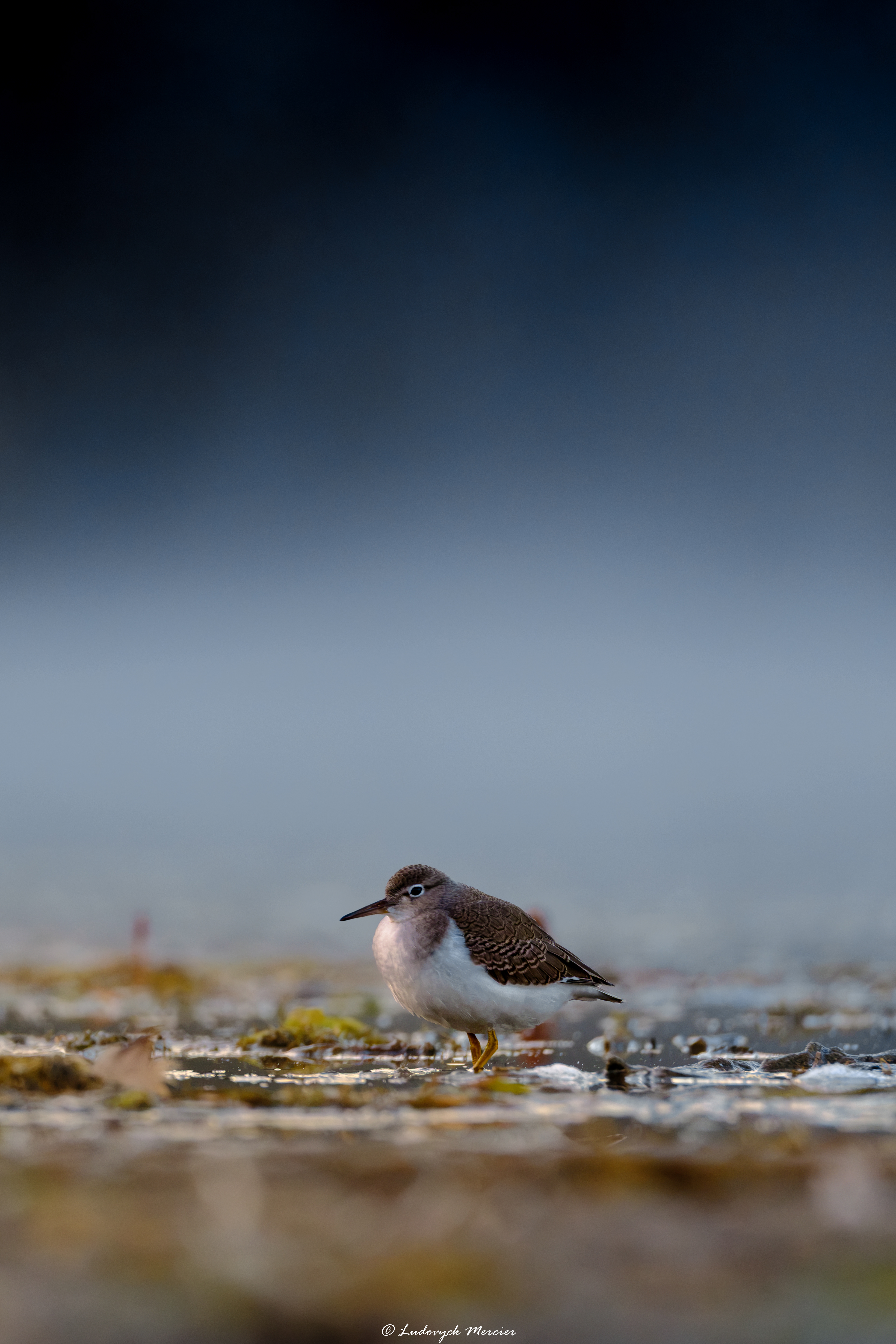 Spotted Sandpiper standing at the water’s edge in Québec