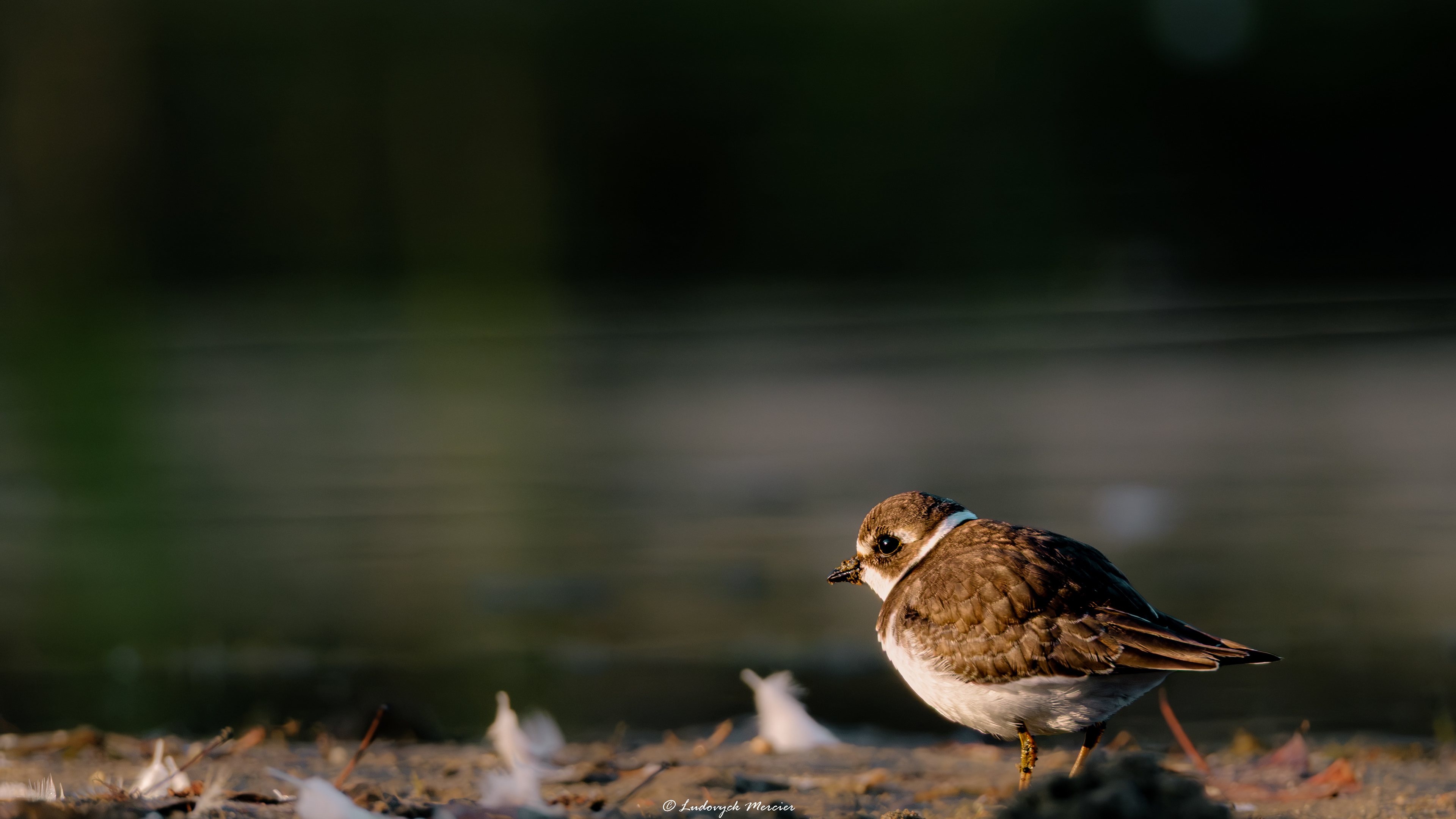 Semipalmated Plover illuminated by warm low light beside the shoreline in Québec, Canada.