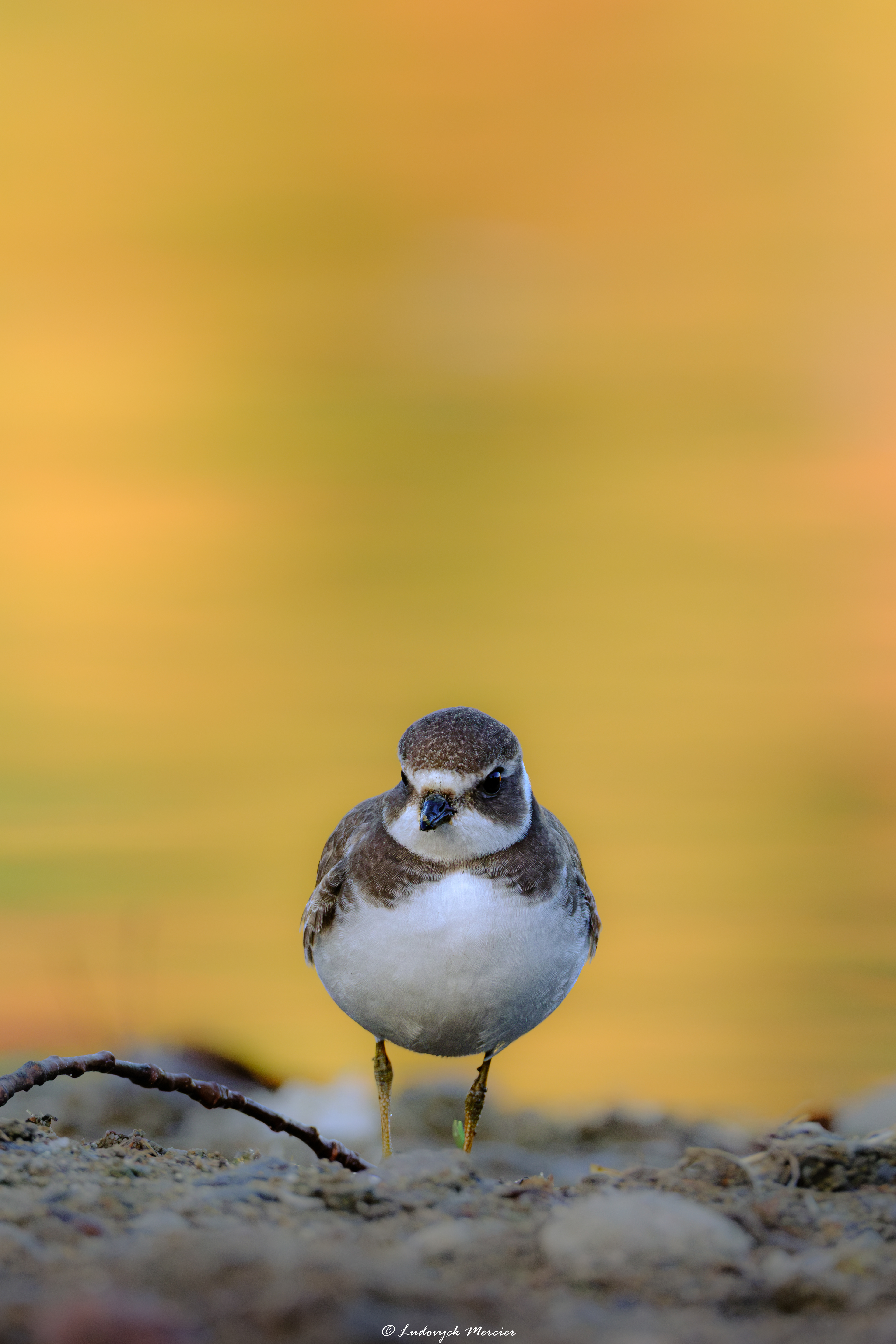 Semipalmated Plover standing along the shoreline against soft yellow autumn vegetation in Québec, Canada.