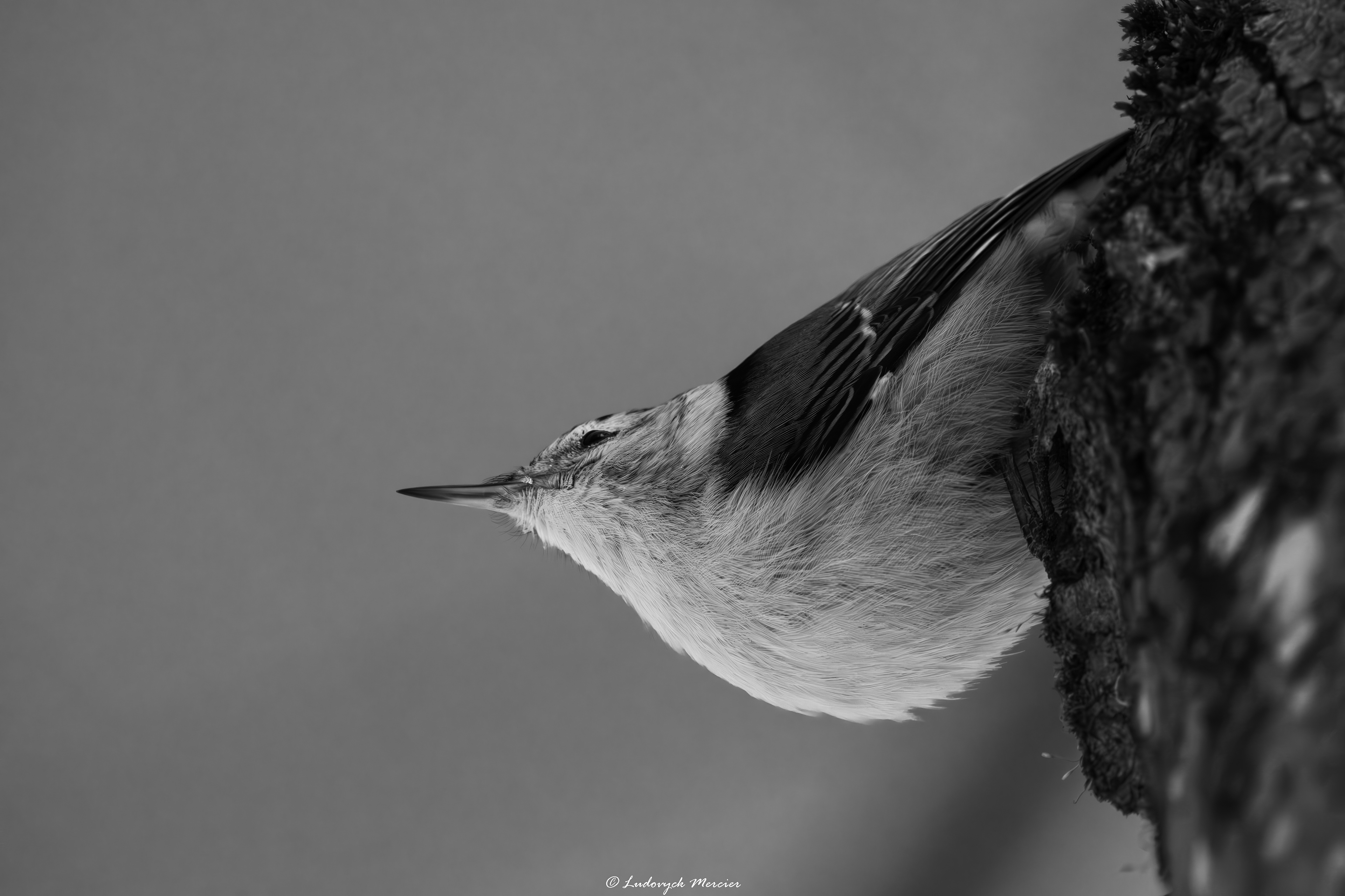 Nuthatch photographed upside down in black and white