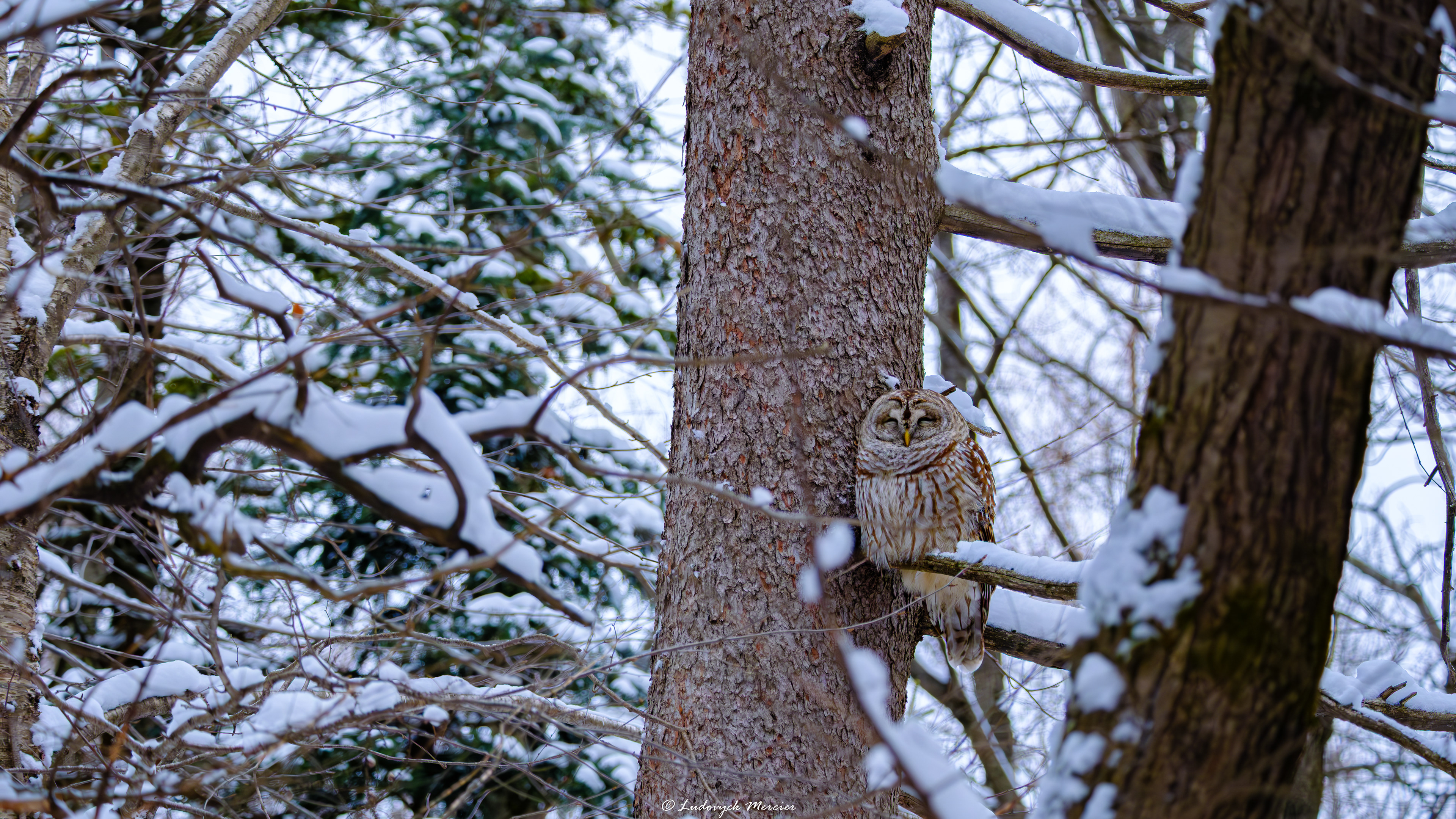 Barred Owl resting in a snowy winter forest