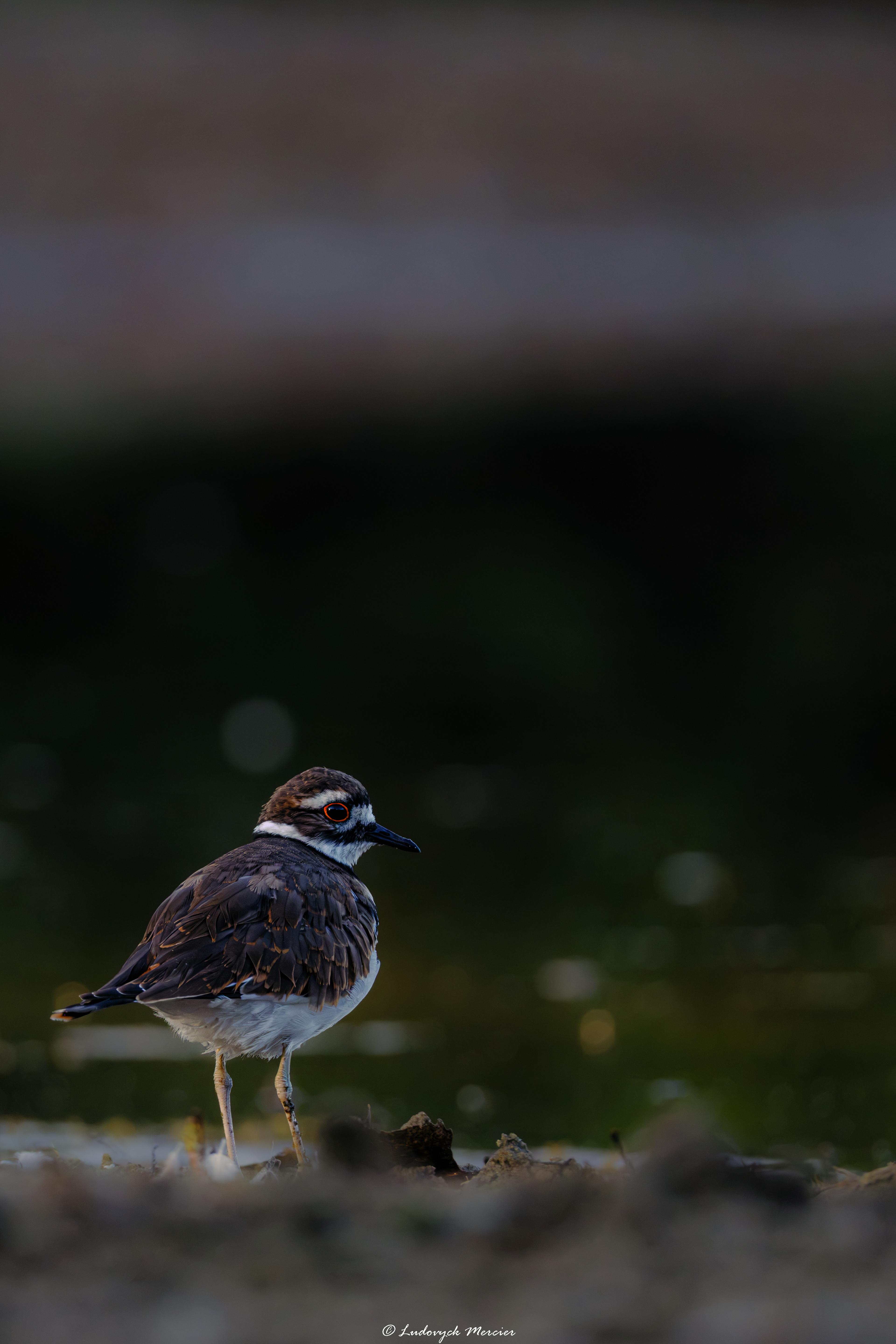 Killdeer standing in profile near the water against a dark natural background in Québec, Canada.