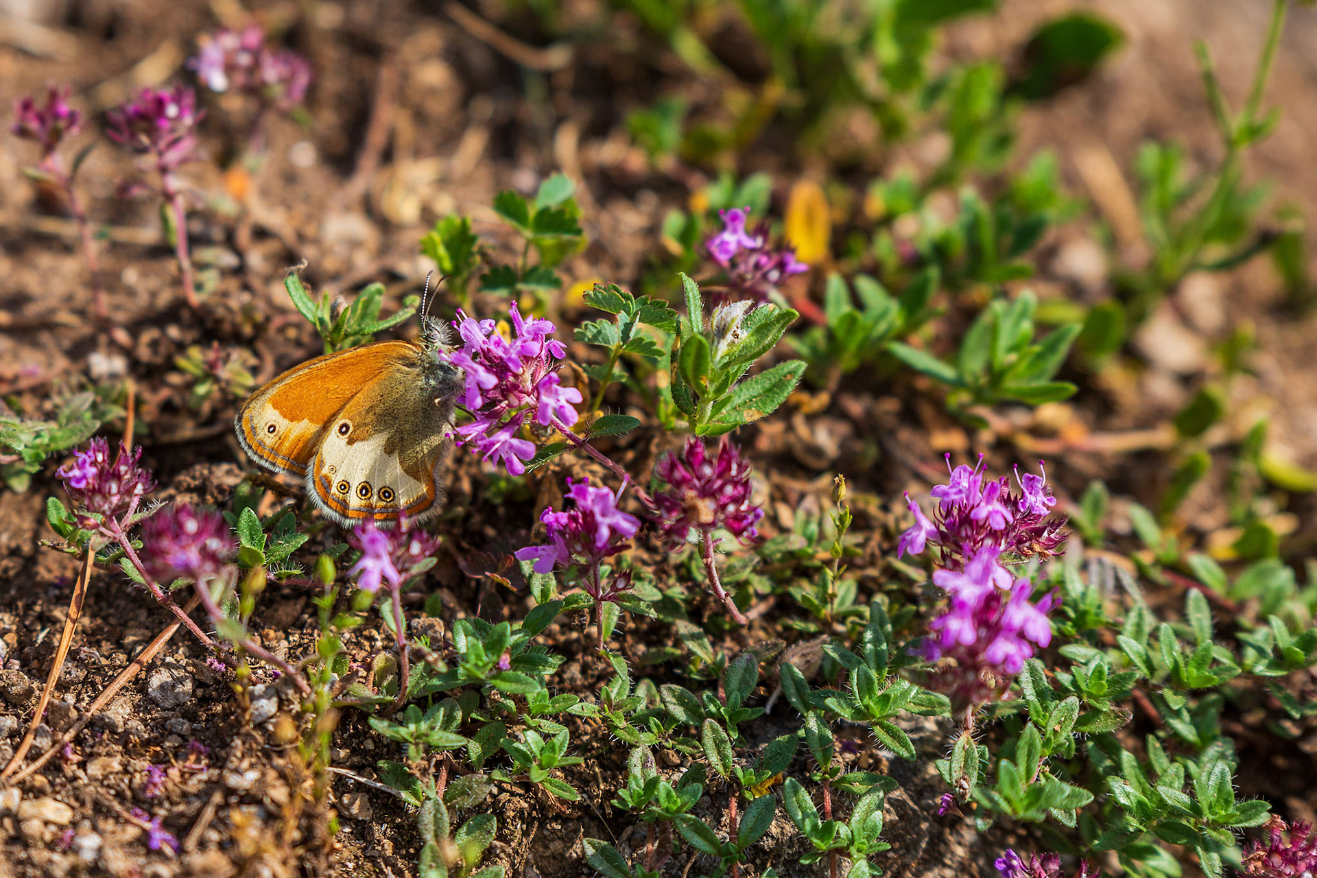 tweekleurig hooibeestje