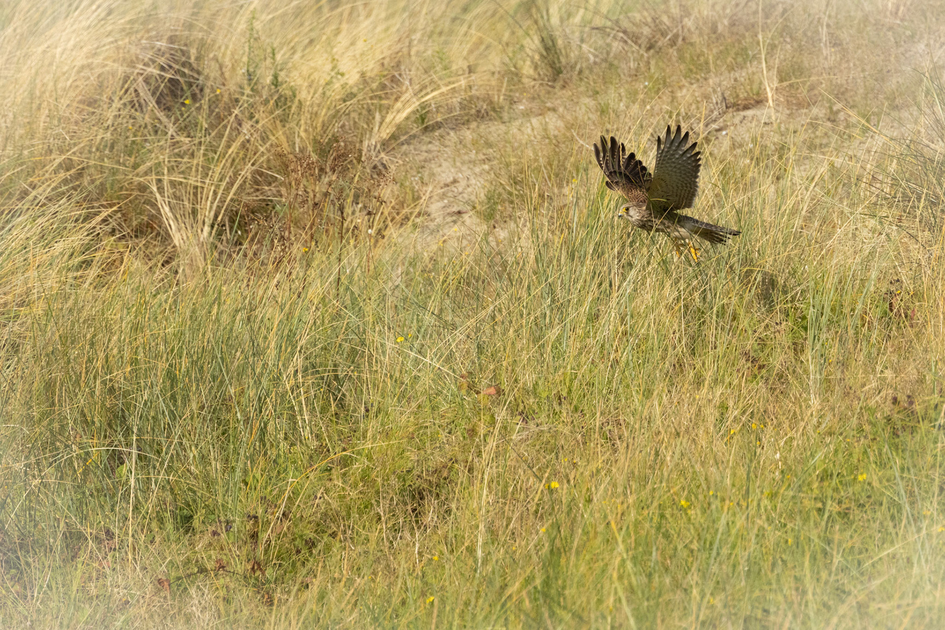 prooi net gemist  torenvalk