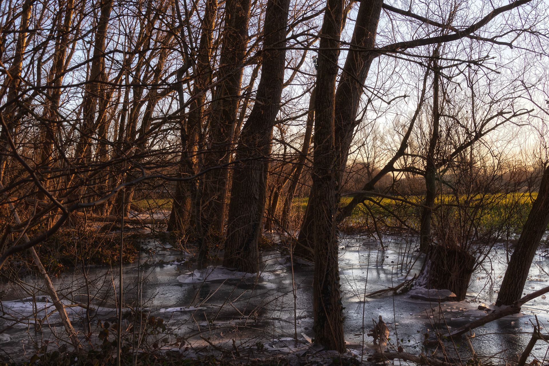 ijzig moerasbosje te Wevelgem